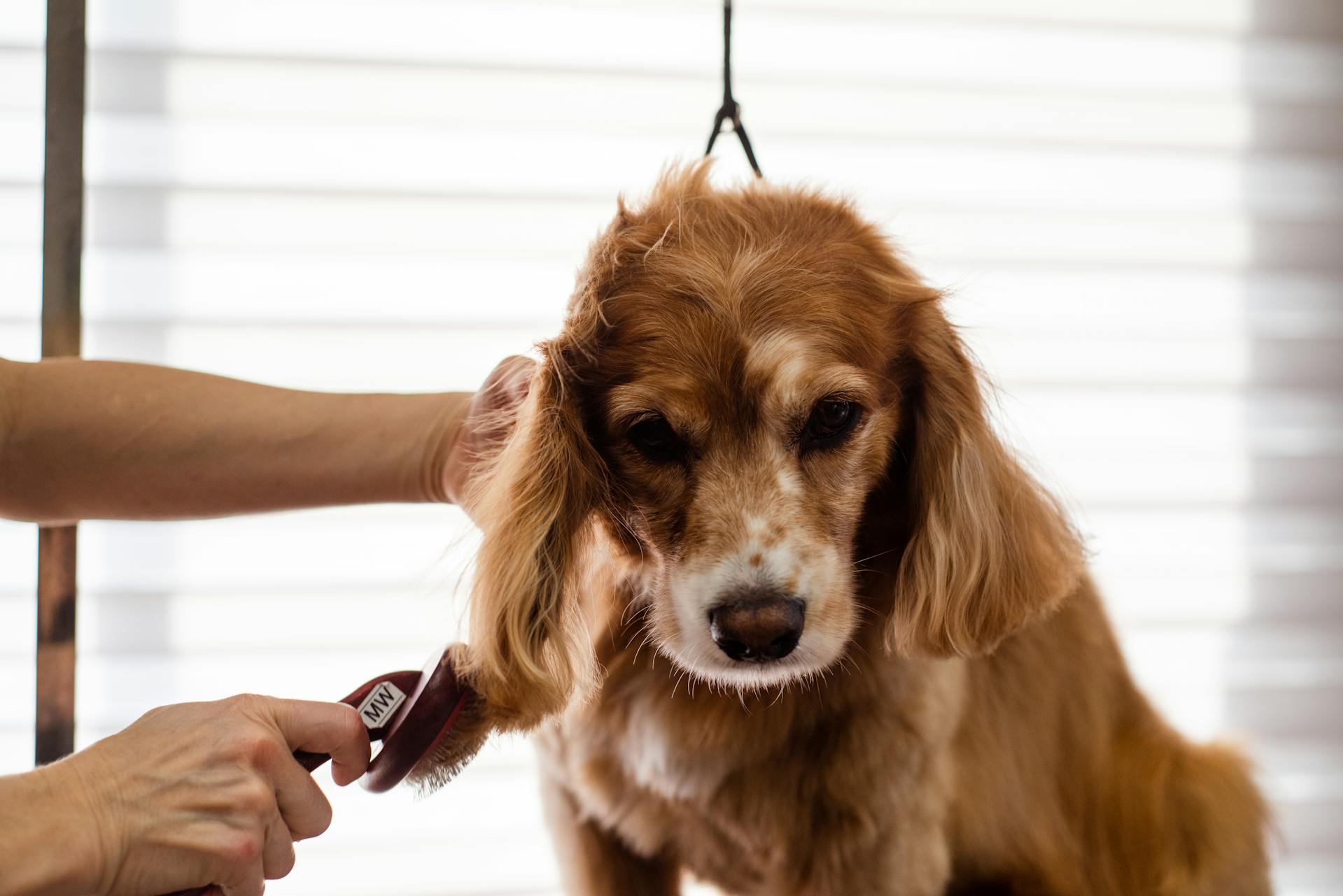 A dog groomer brushing a dog | Source: Pexels