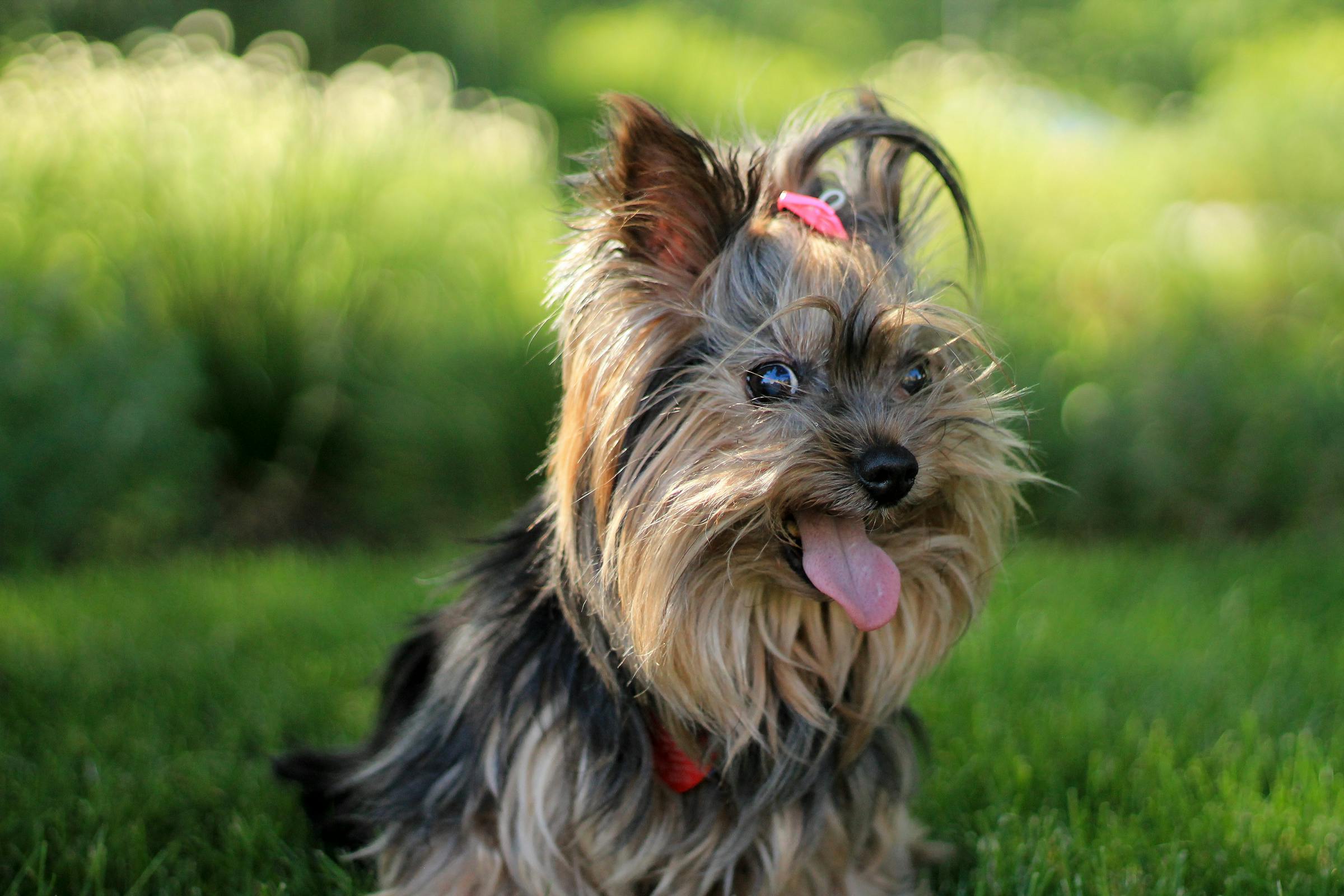 A Yorkshire terrier with its tongue lolling | Source: Pexels