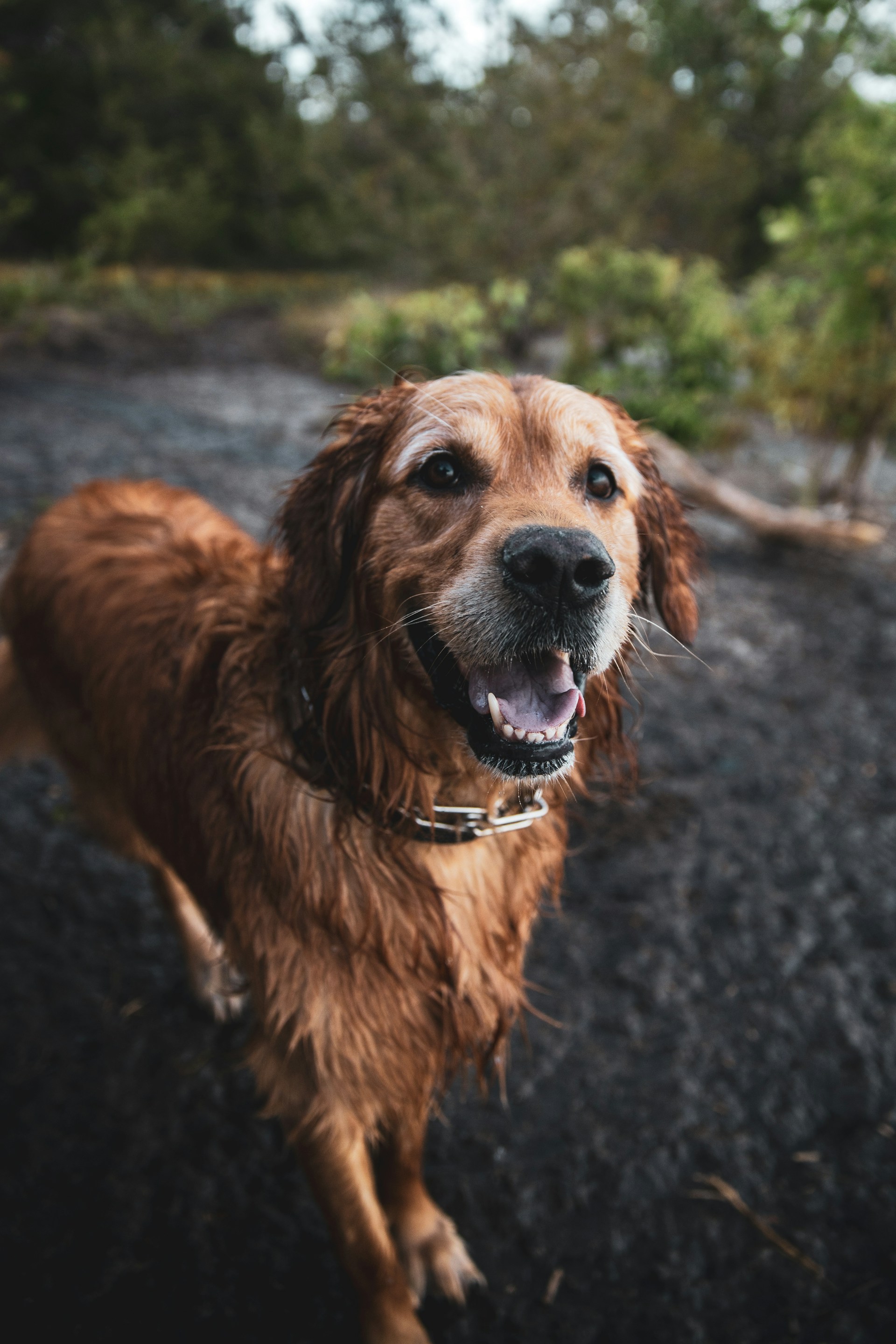 A desperate dog with wet fur | Source: Unsplash