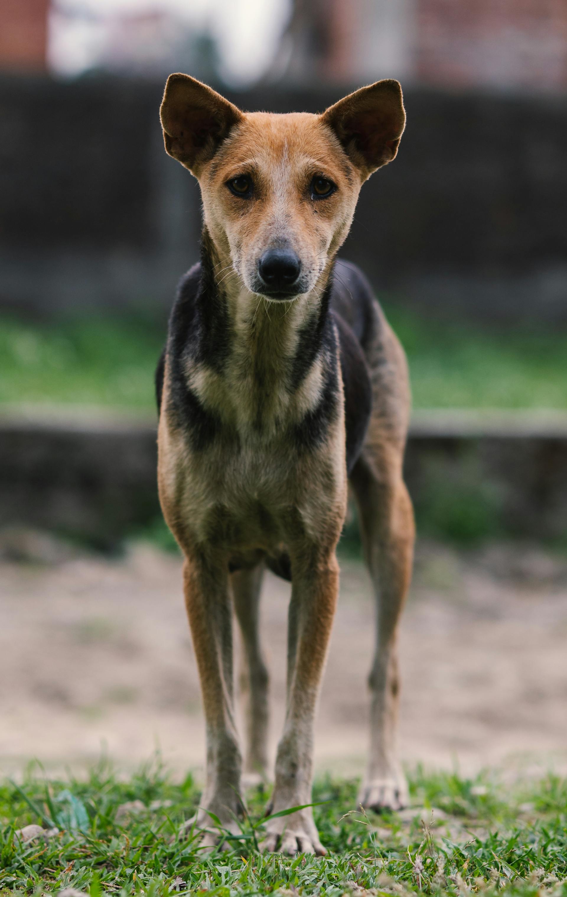 Mały pies na zewnątrz | Źródło: Pexels