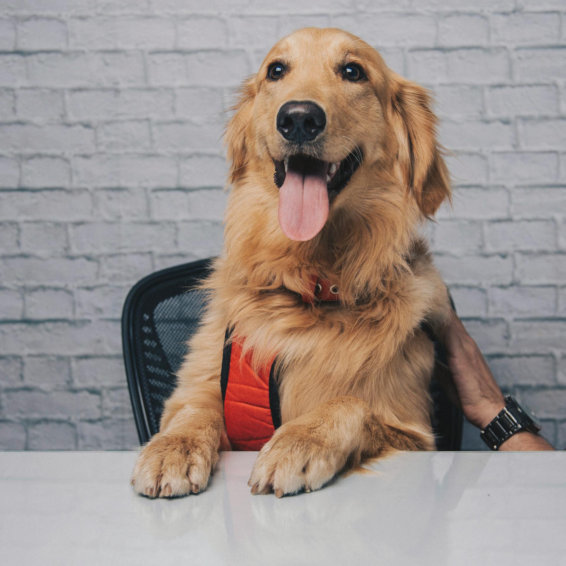 A dog in a house | Source: Pexels