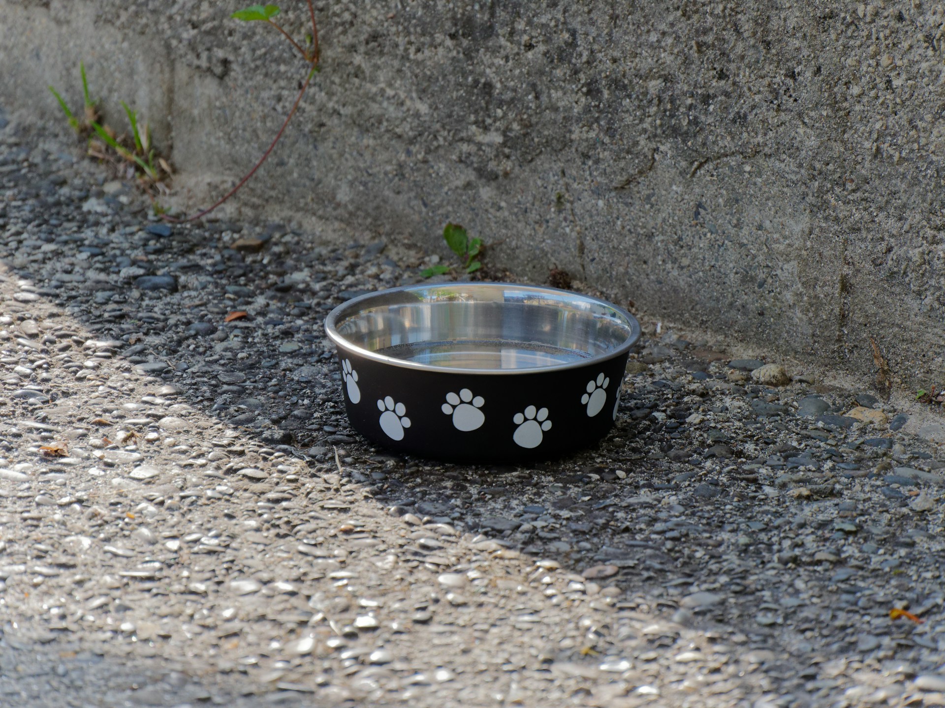 A dog bowl on a concrete surface | Source: Unsplash