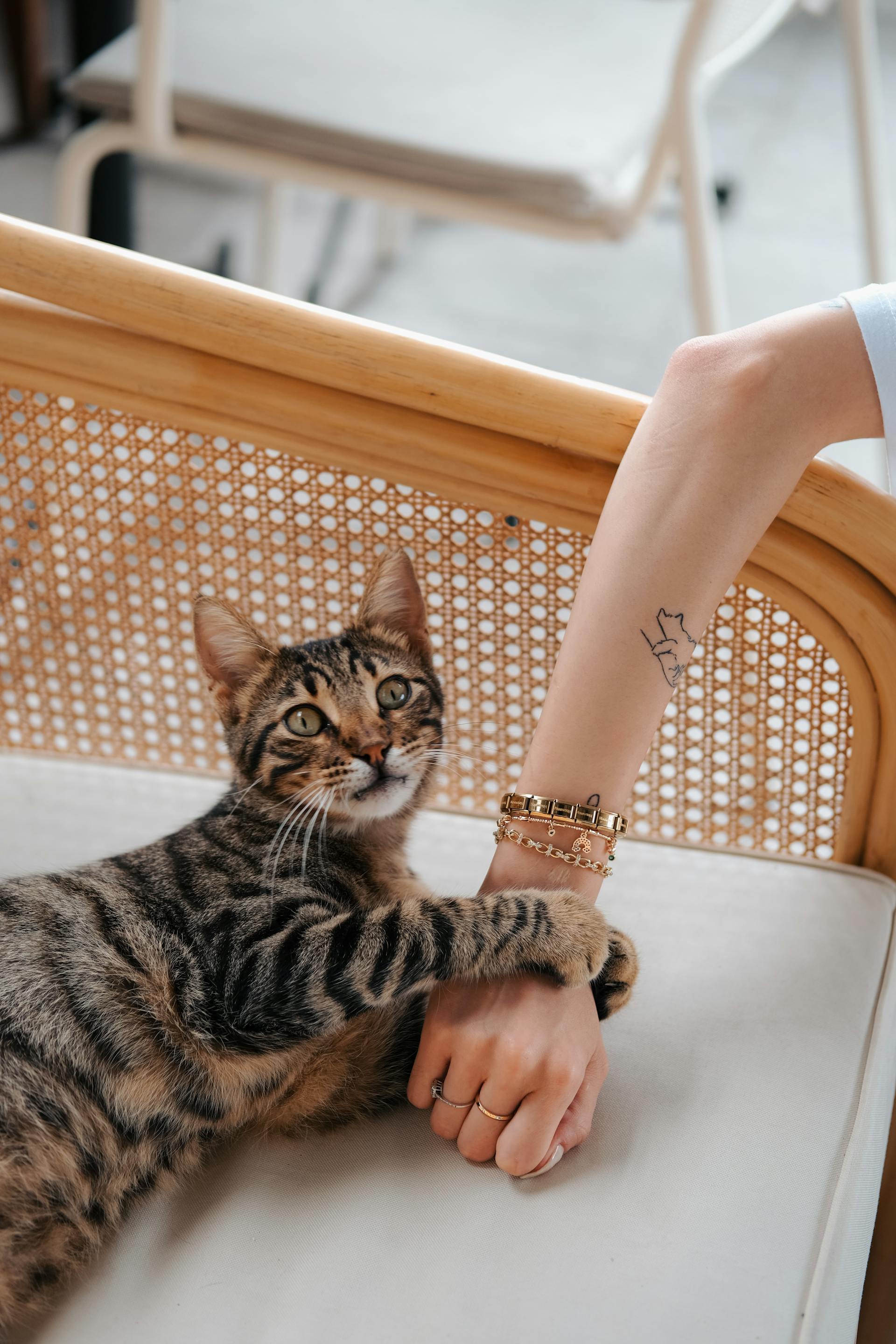 A close-up shot of a cat gripping her owner's hand | Source: Pexels