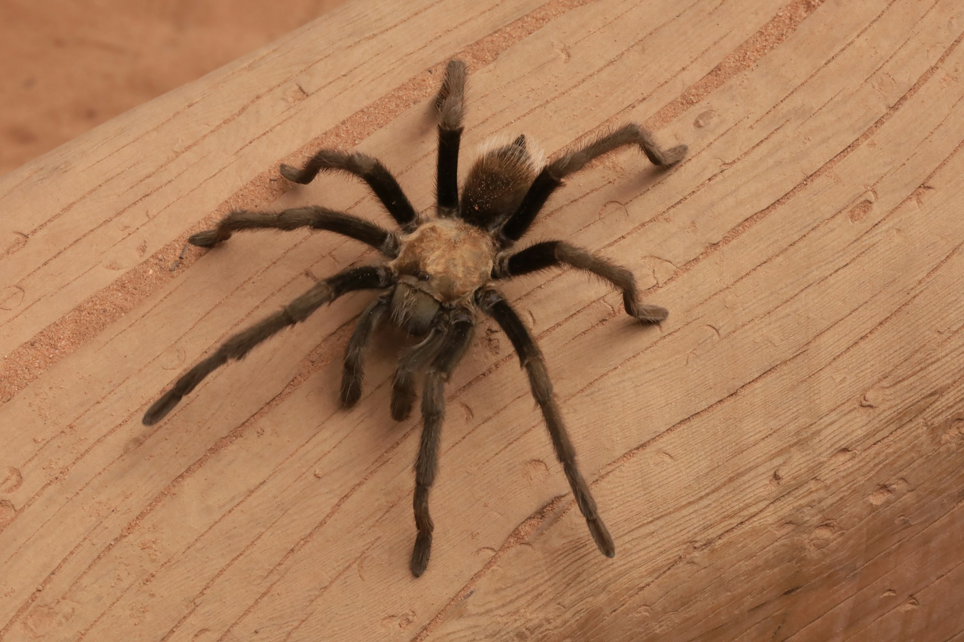 A spider on a wooden surface | Source: Unsplash