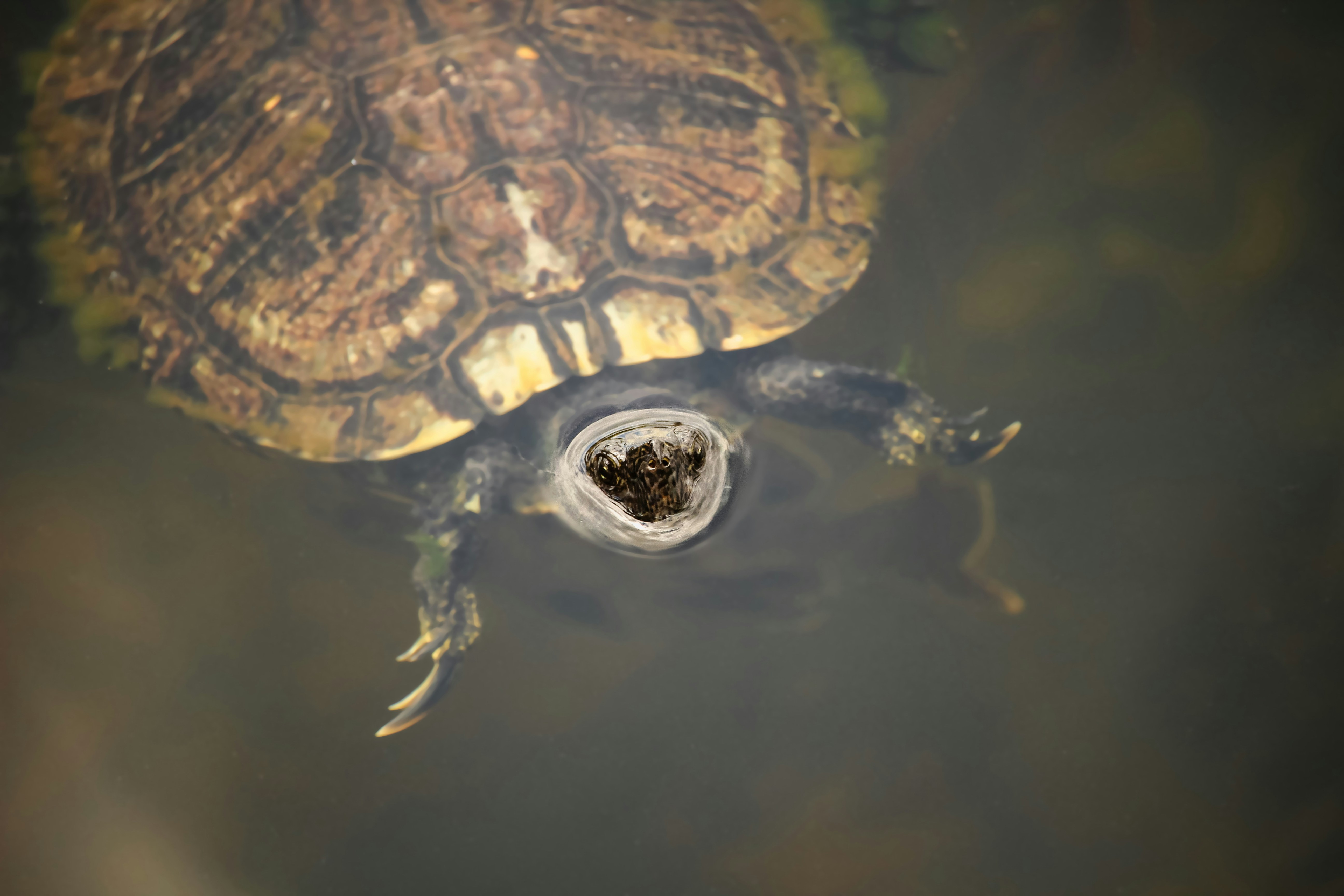 A turtle emerging from water | Source: Unsplash