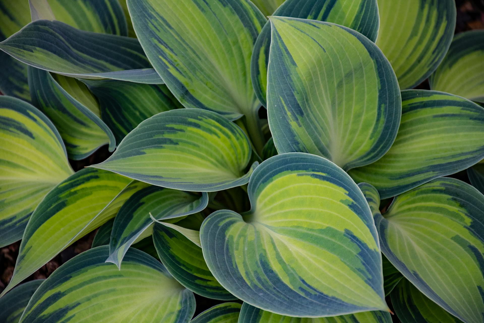 A close-up shot of leaves | Source: Pexels
