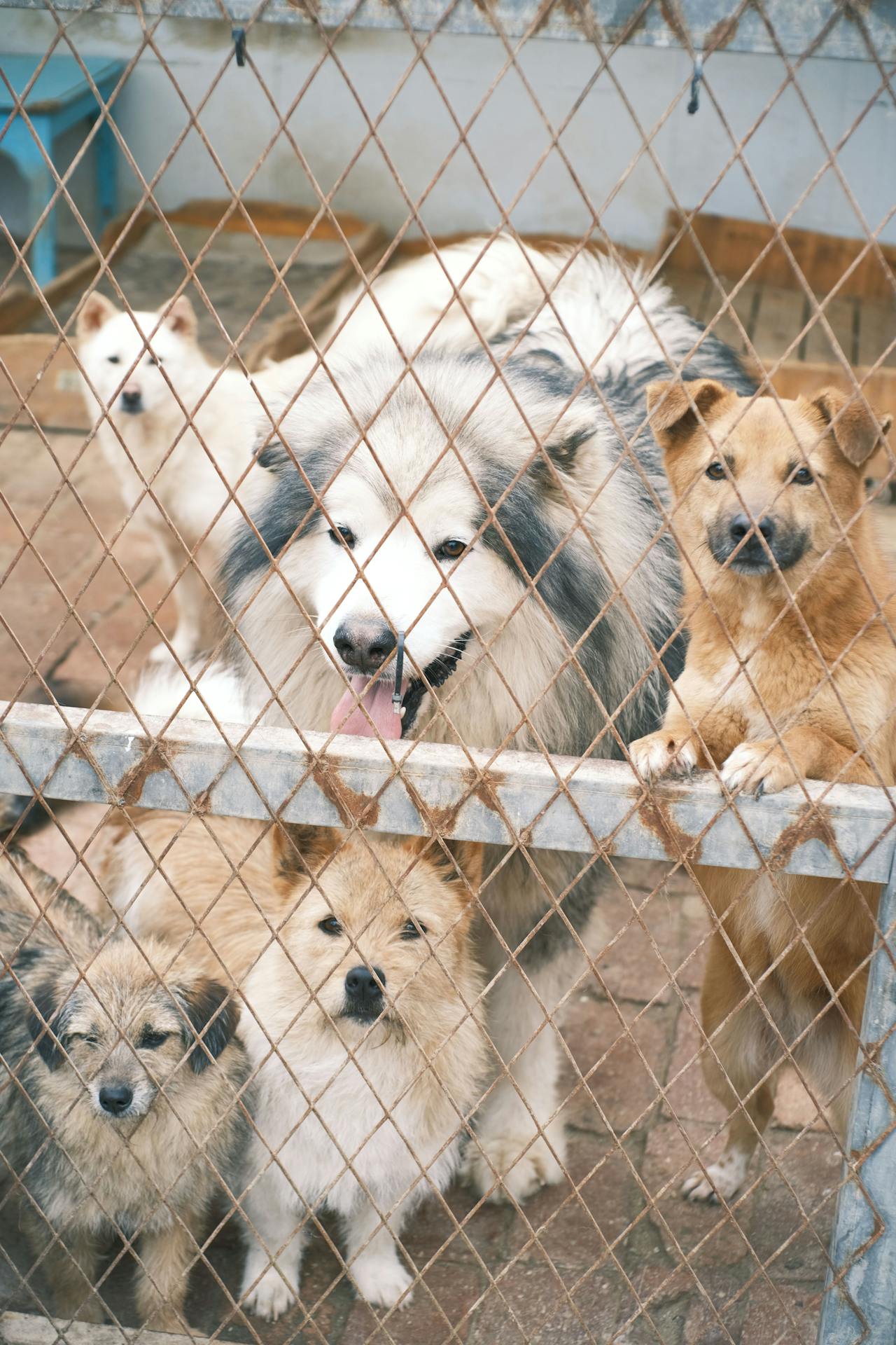 Dogs in a shelter | Source: Pexels