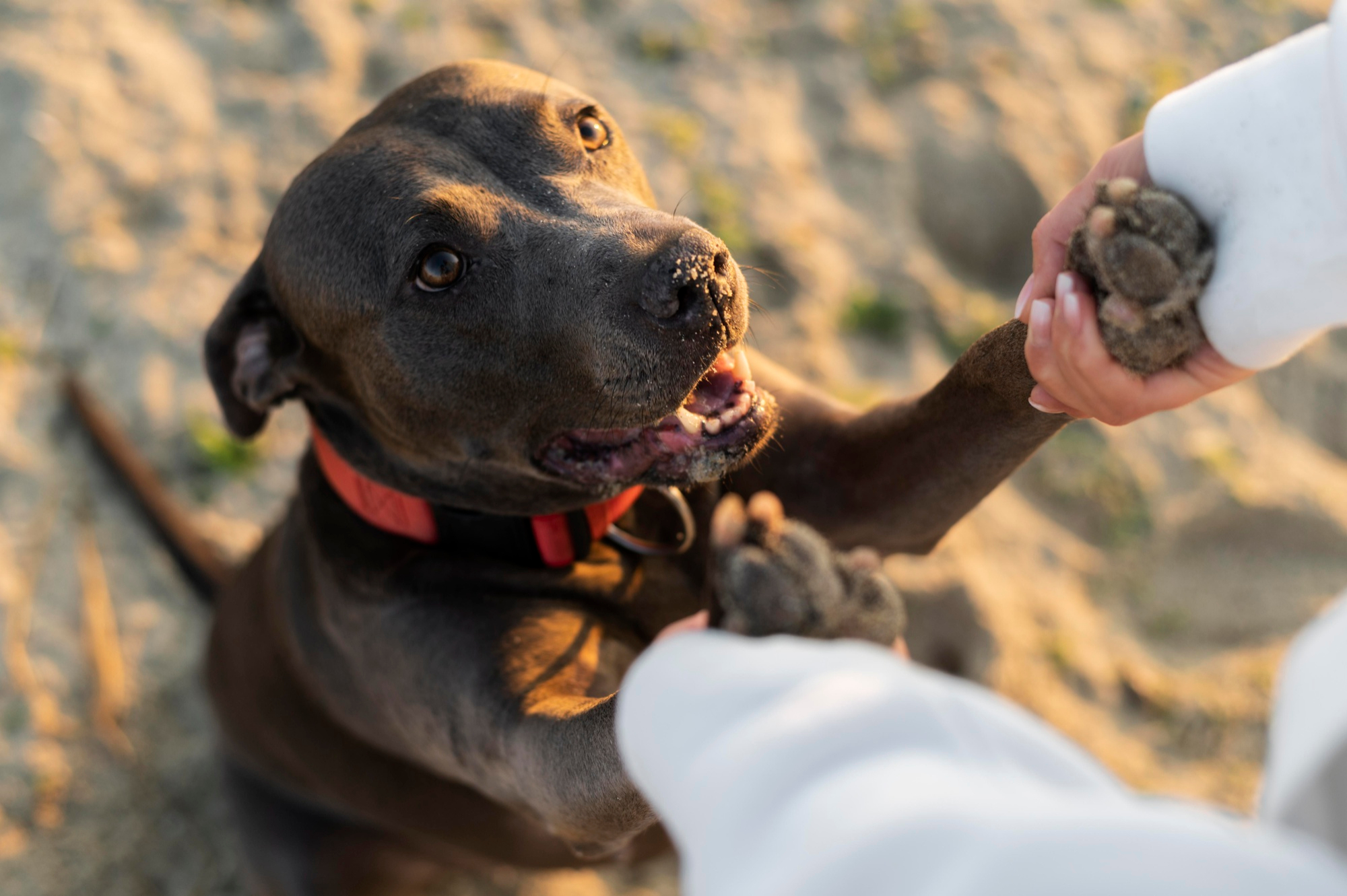 A loyal dog with his person | Source: Freepik