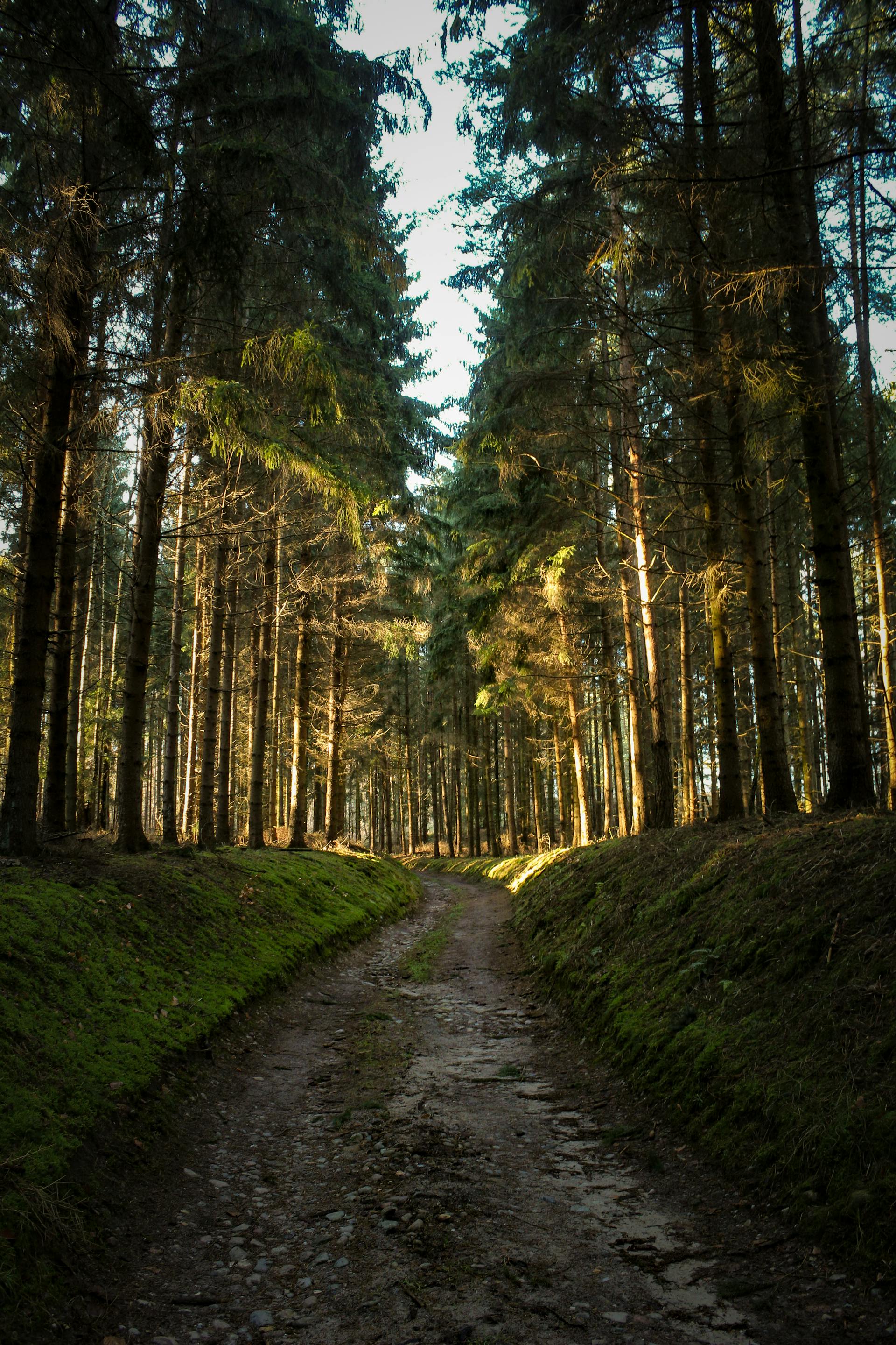 A dirt road through a forest | Source: Pexels