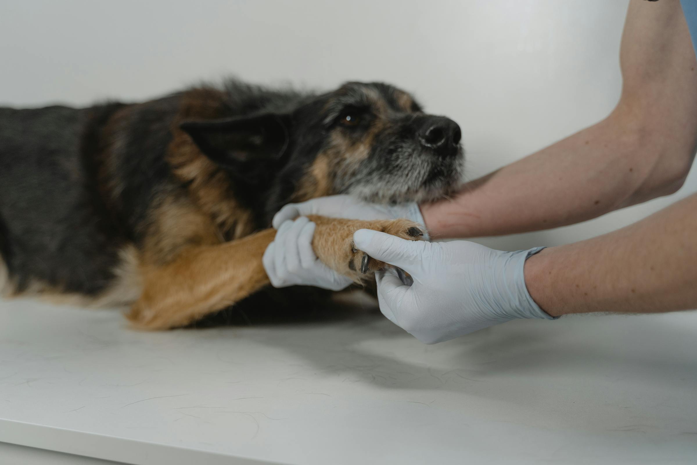 A dog being examined by a vet | Source: Pexels