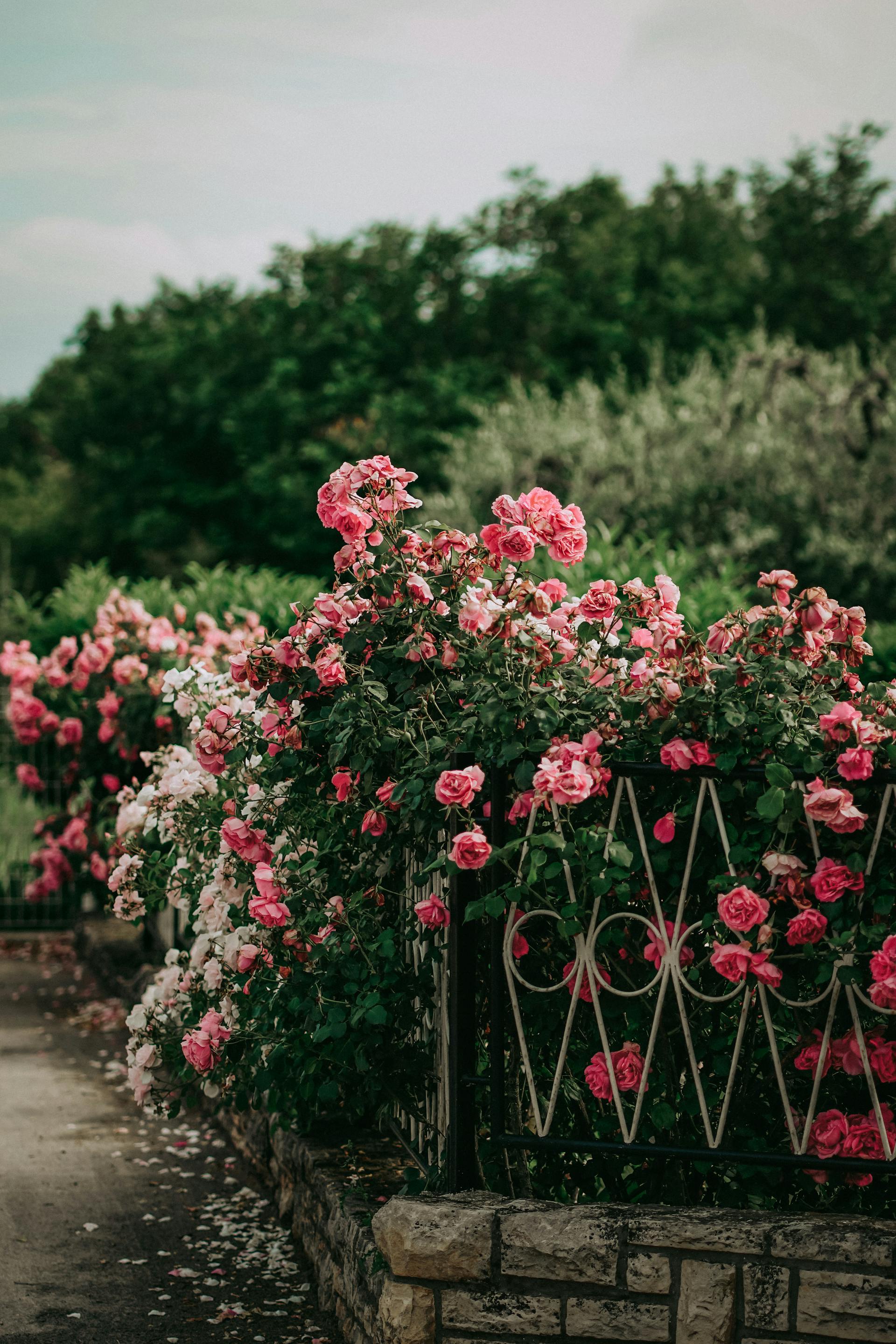 Rosebushes on a fence in a garden | Source: Pexels