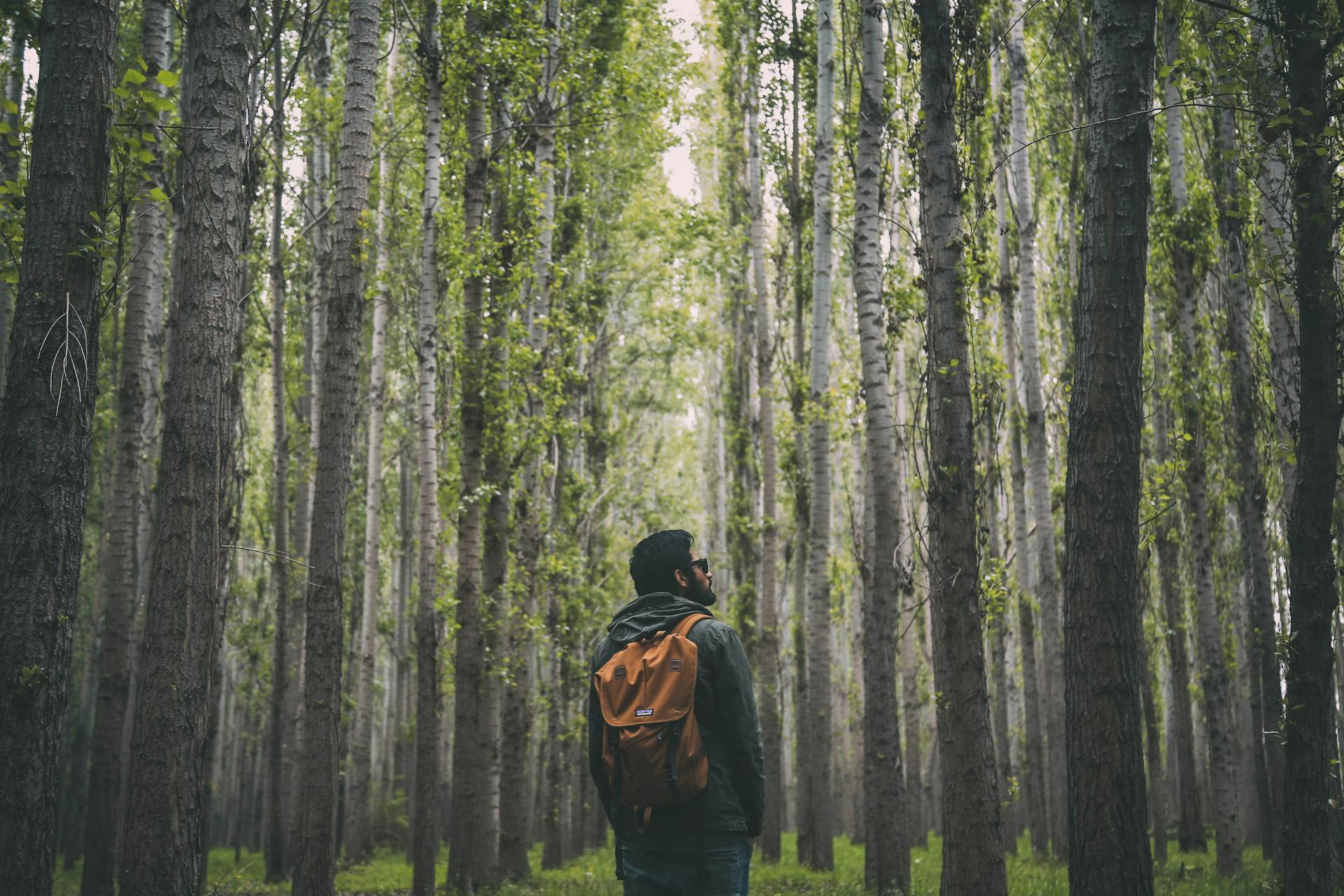 A man standing in a forest | Source: Pexels