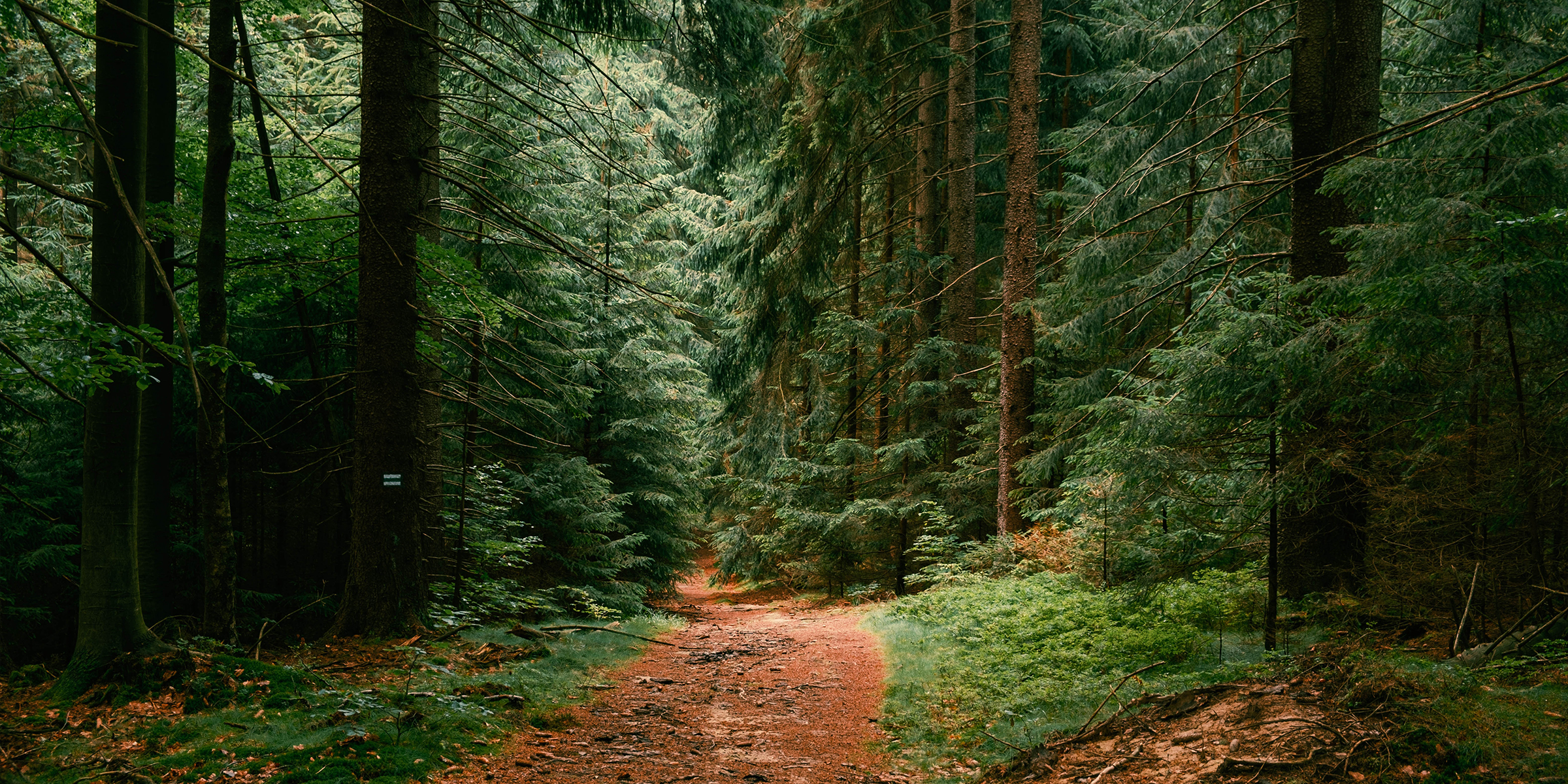 A path in the woods | Source: Shutterstock