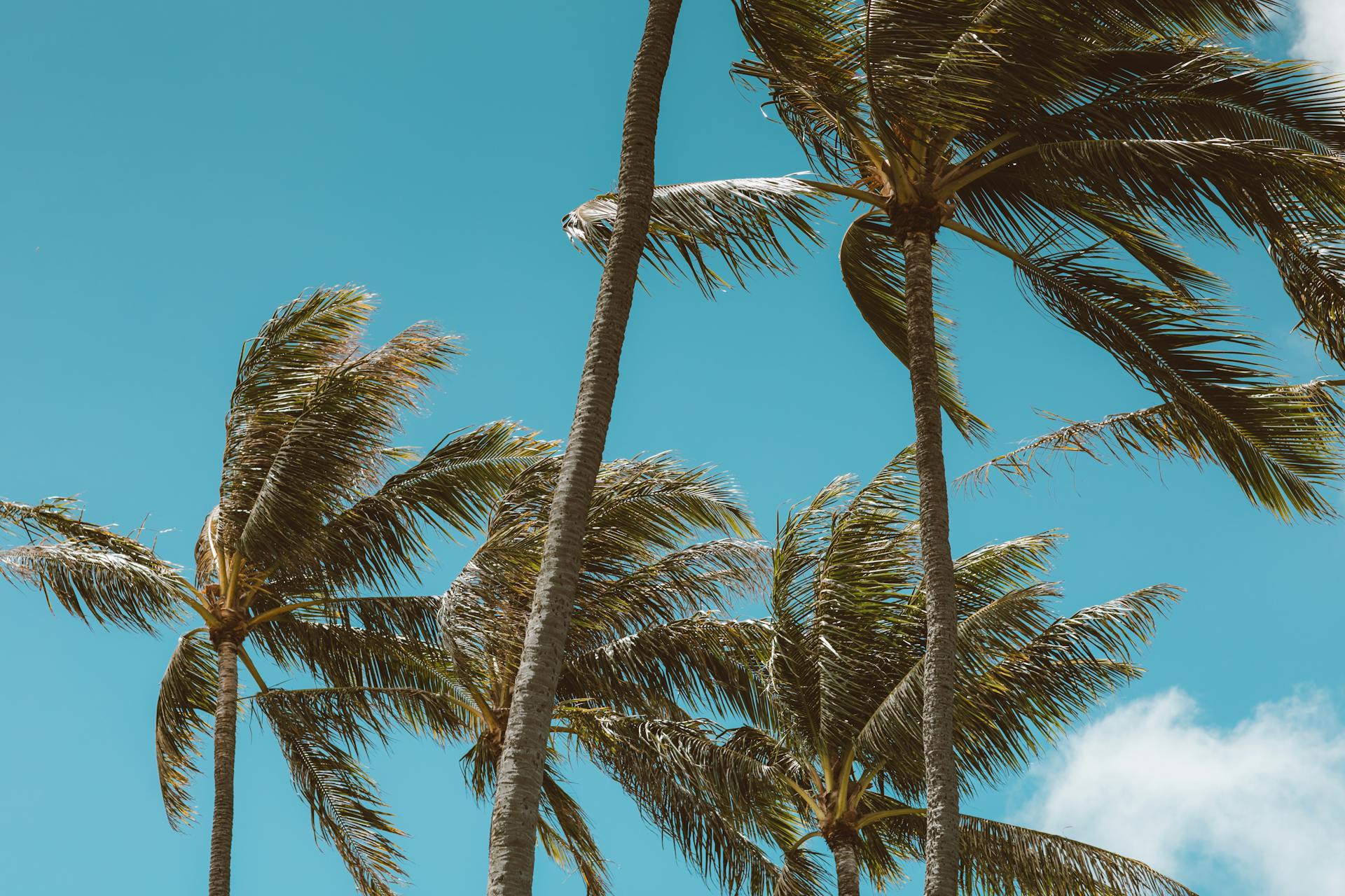 Palm trees during windy weather | Source: Pexels