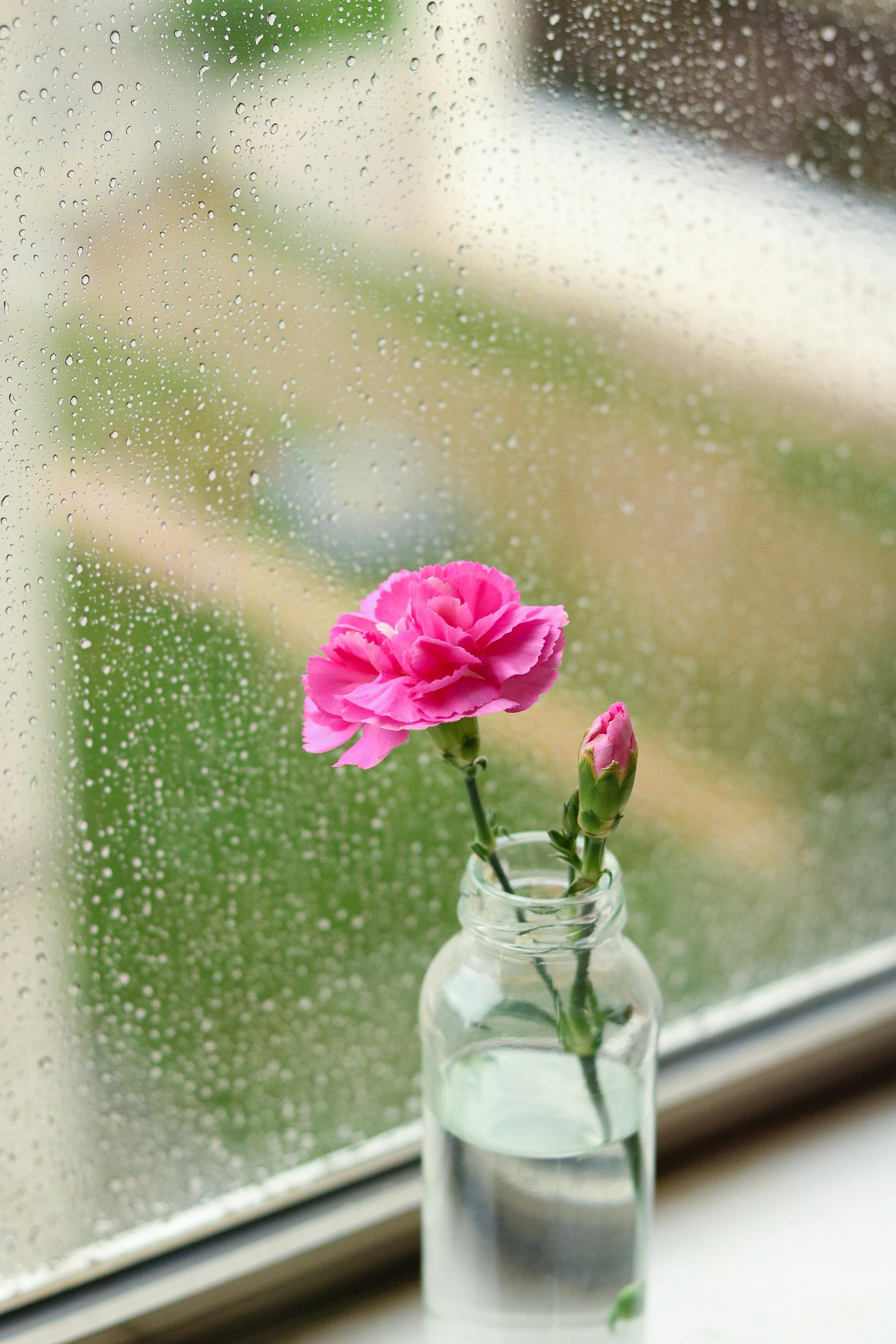 A pink flower in a glass jar by a rainy window | Source: Pexels