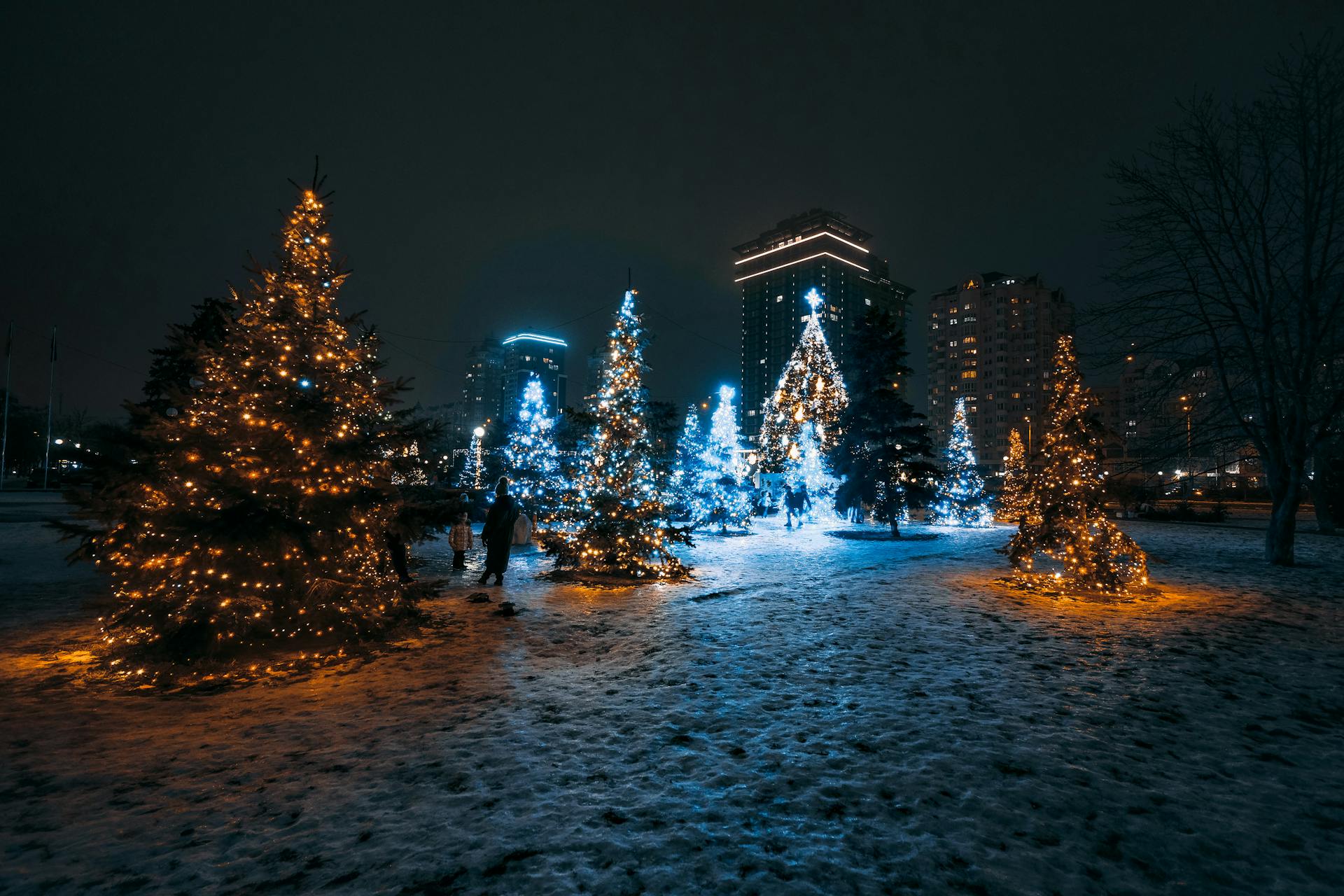 Lumières de Noël sur les sapins | Source : Pexels