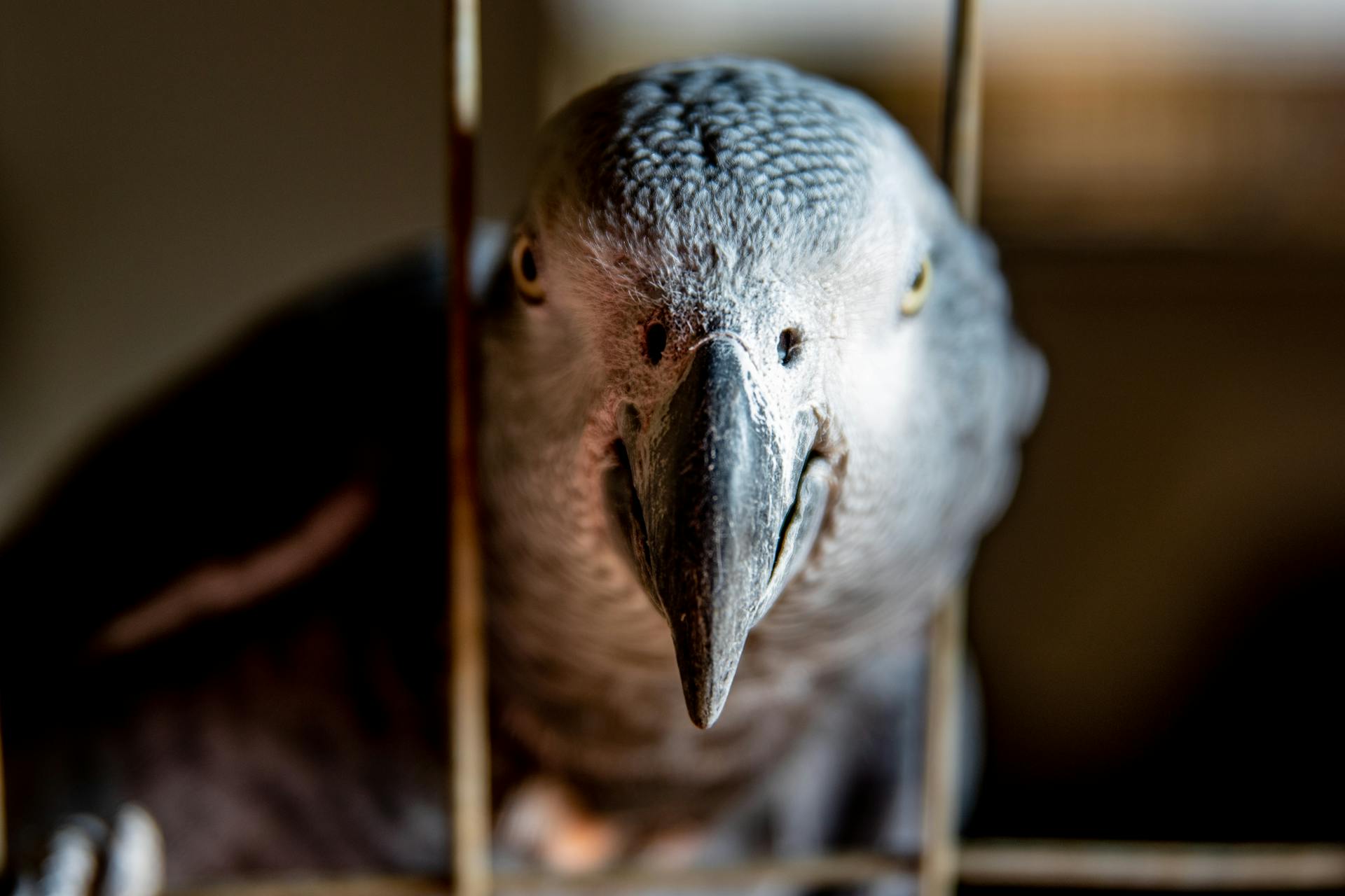 A parrot in a birdcage | Source: Pexels