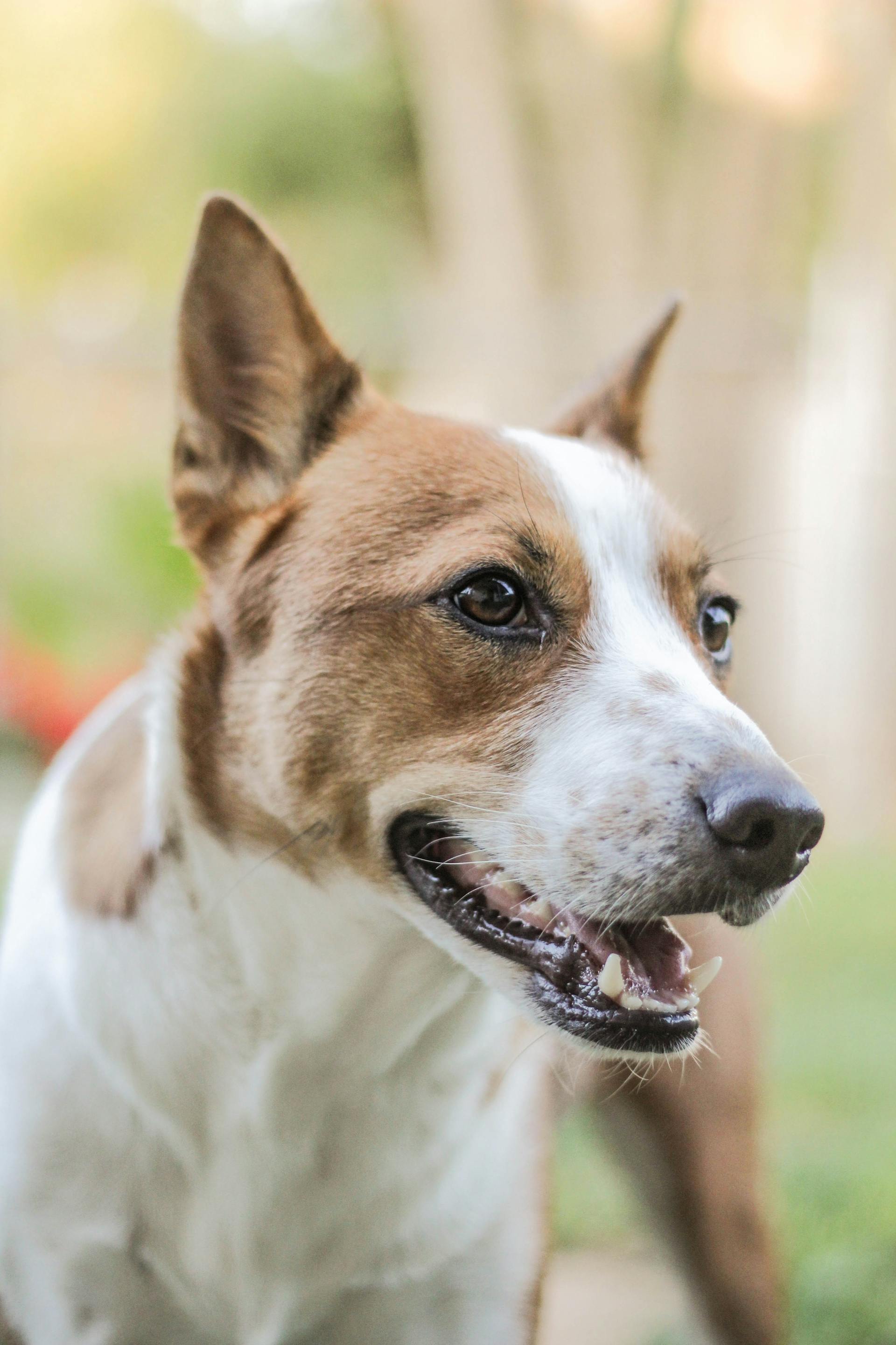 A close-up shot of a dog | Source: Pexels