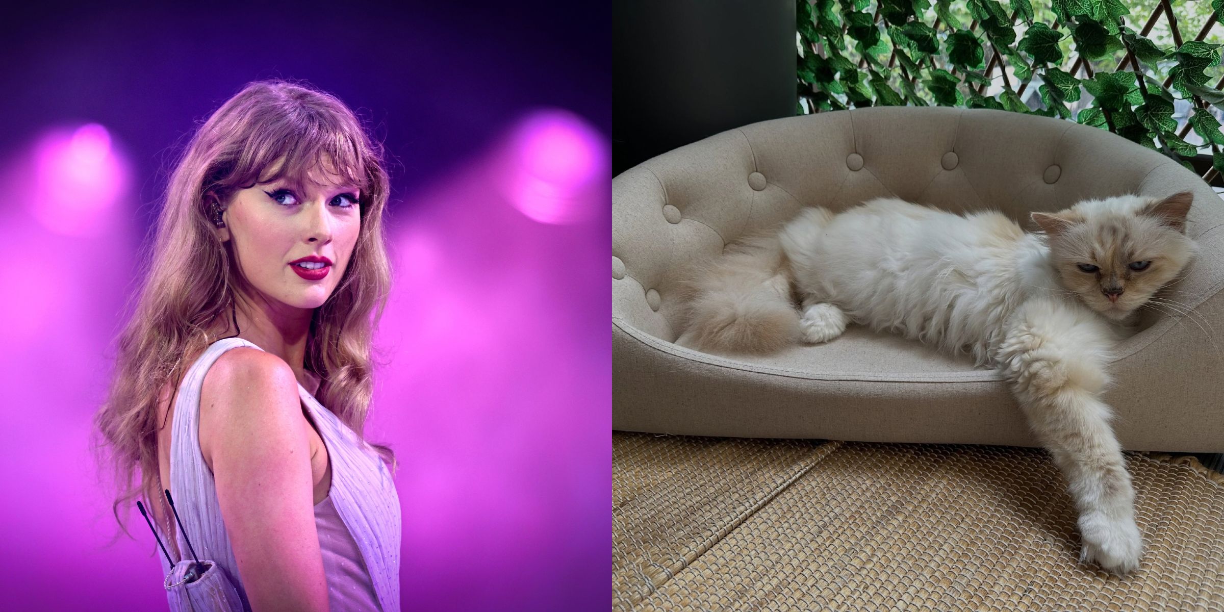 Taylor Swift | A white cat with blue eyes | Source: Getty Images | Instagram/choupetteofficiel