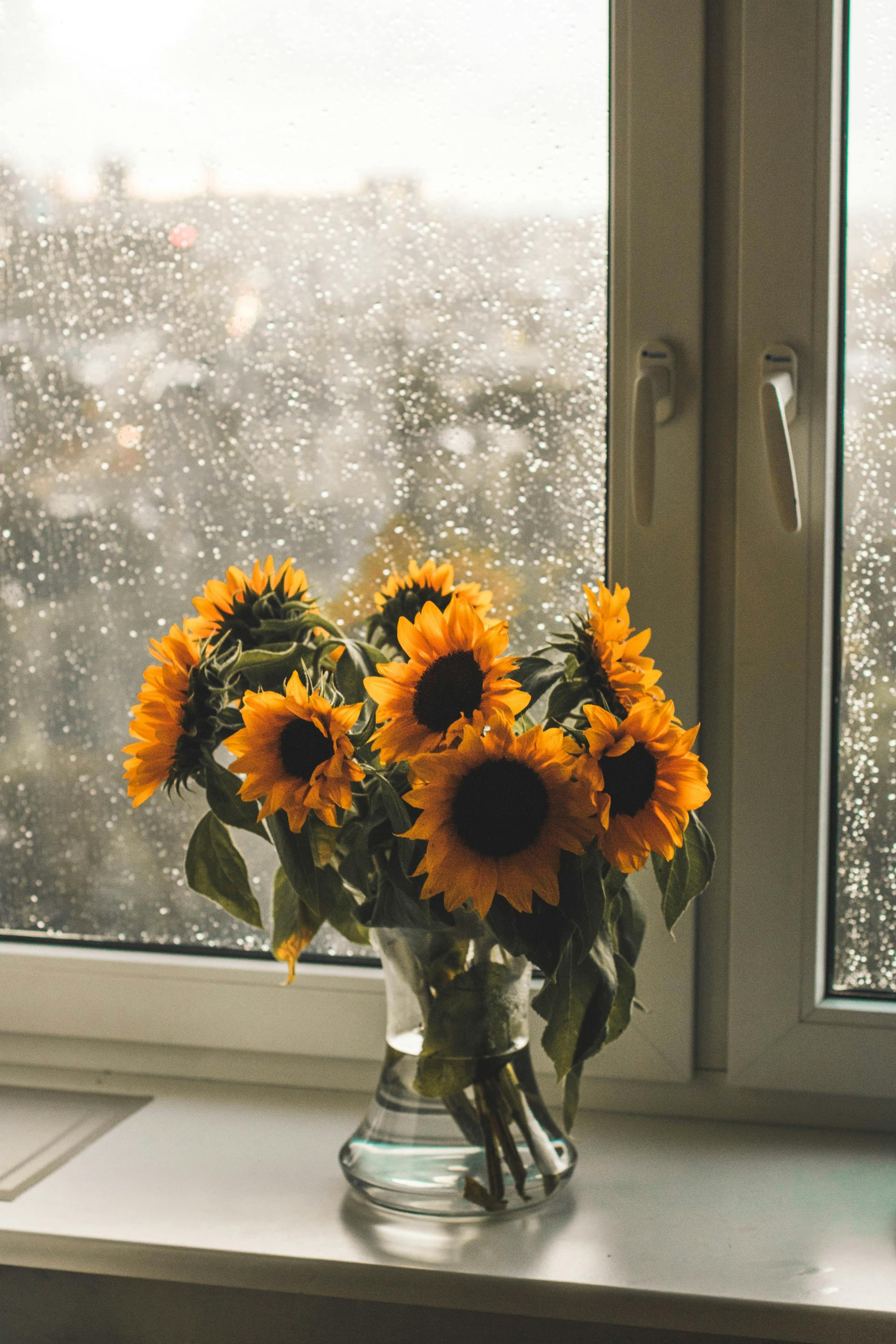 A vase of sunflowers placed beside a rain-speckled windowpane | Source: Pexels