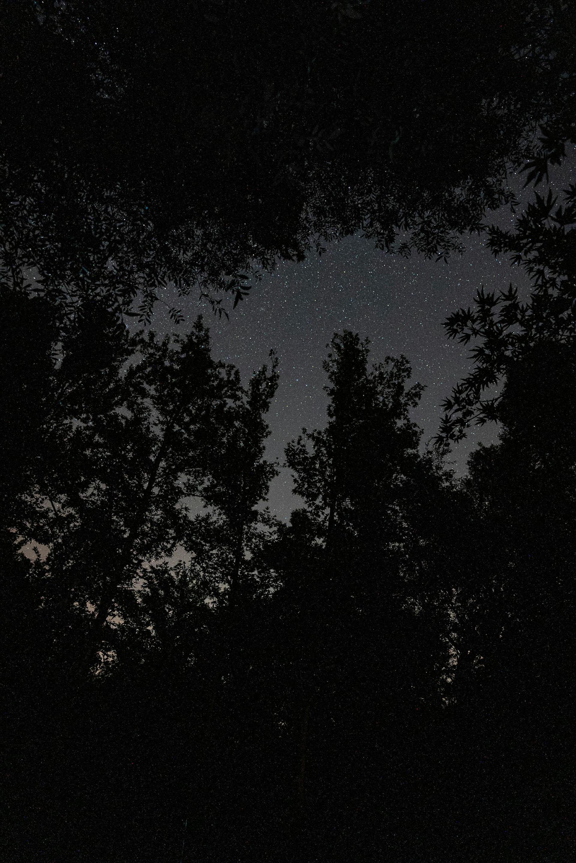 A forest during twilight | Source: Pexels