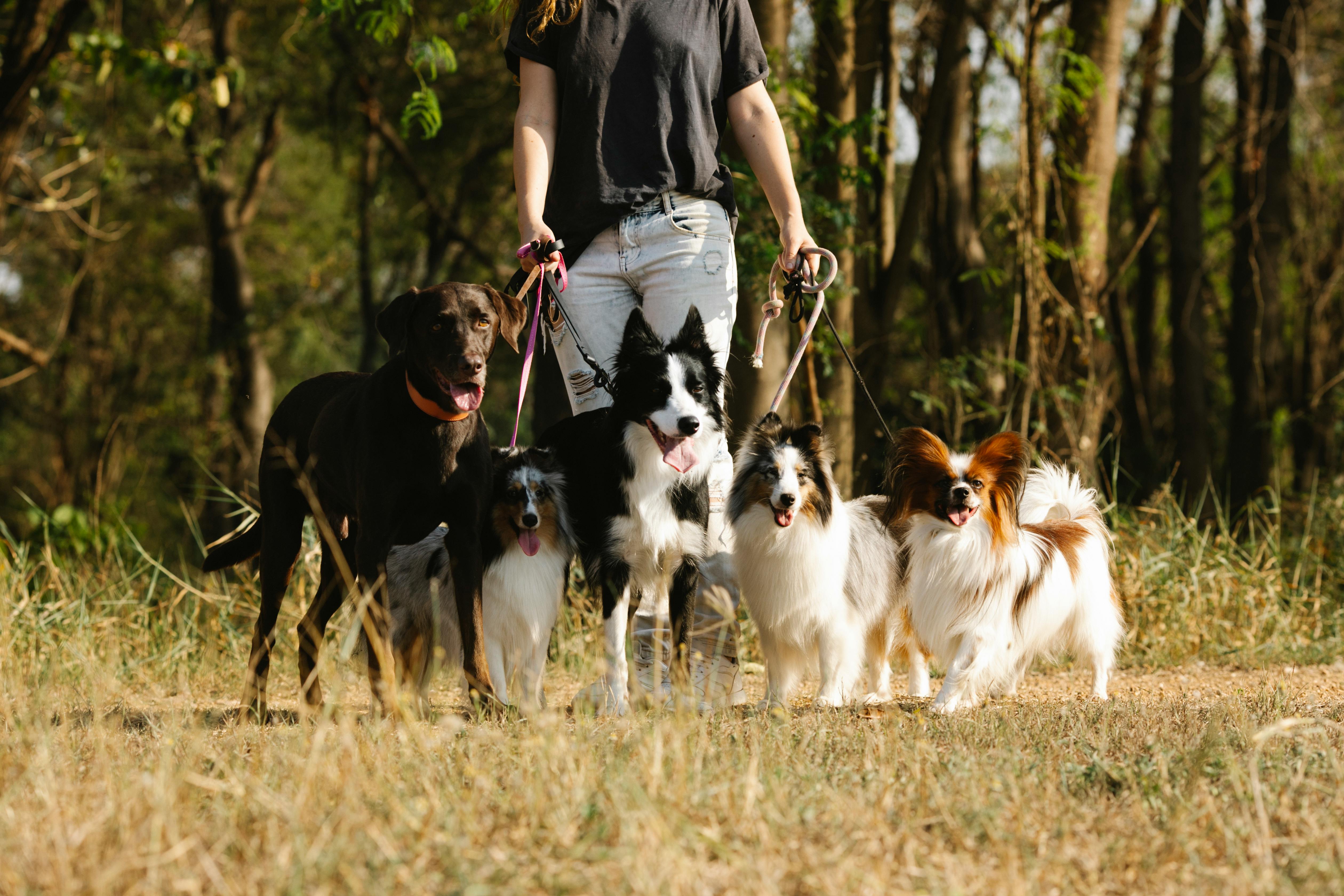 A woman walking dogs | Source: Pexels