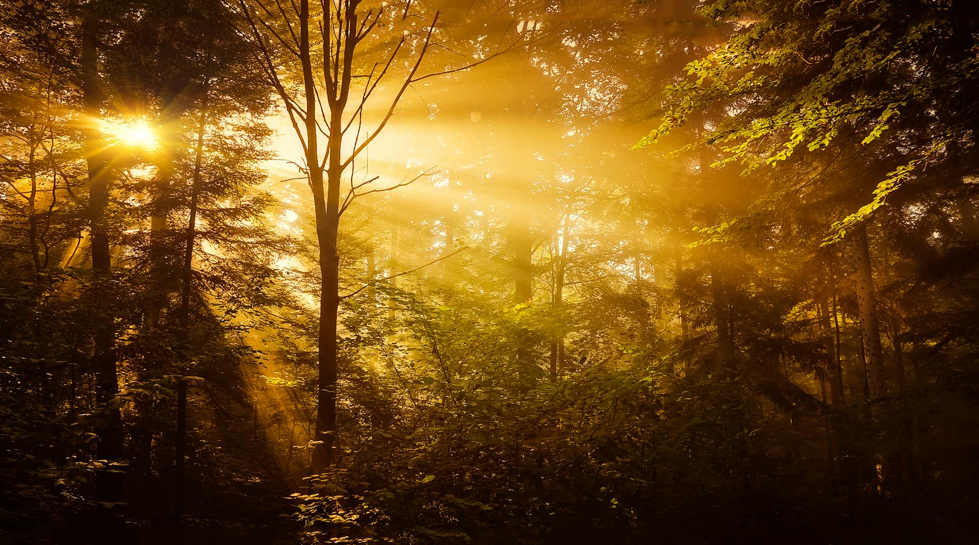 Sunlight shining through trees in a forest | Source: Pexels