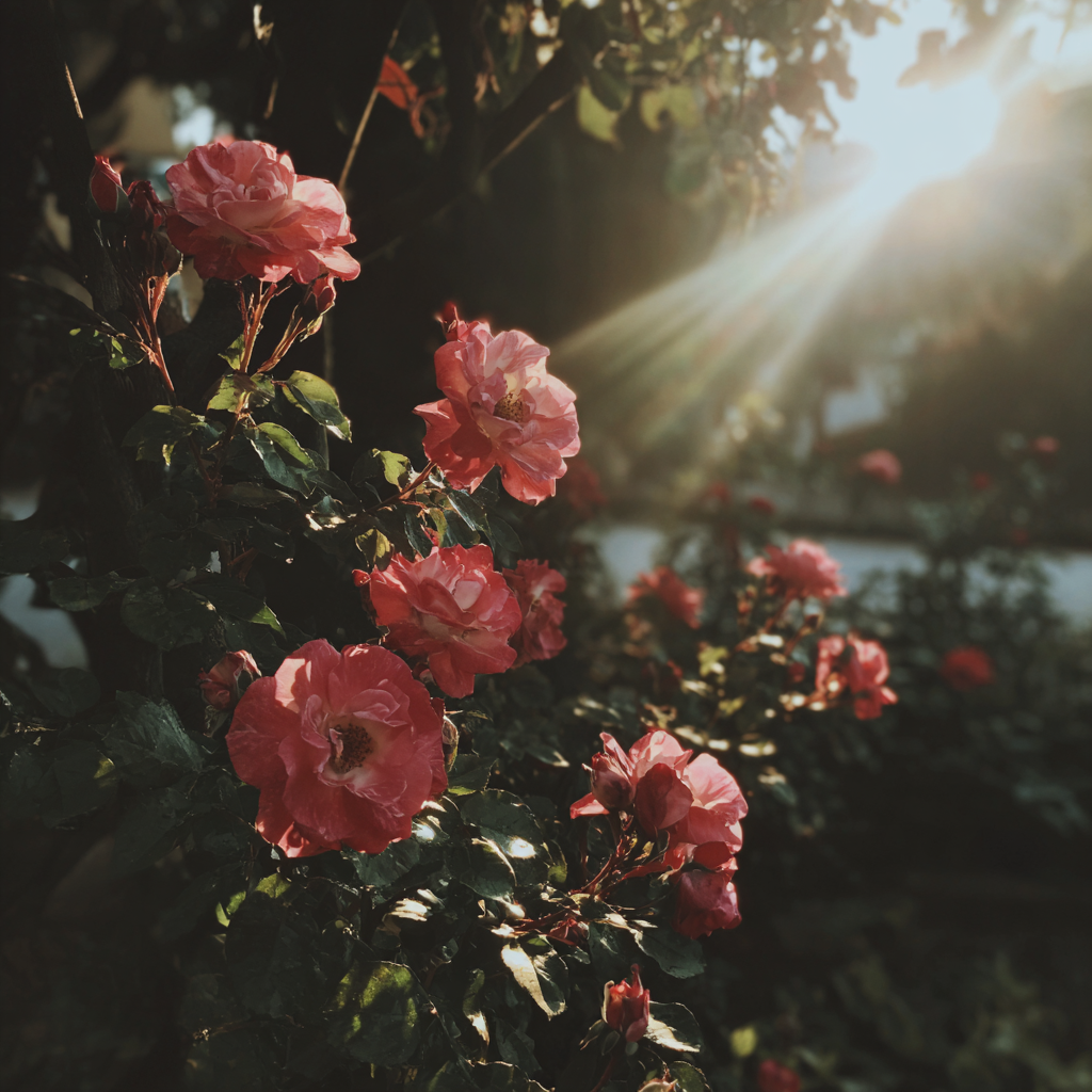 Beautiful rose bushes in a backyard | Source: Midjourney