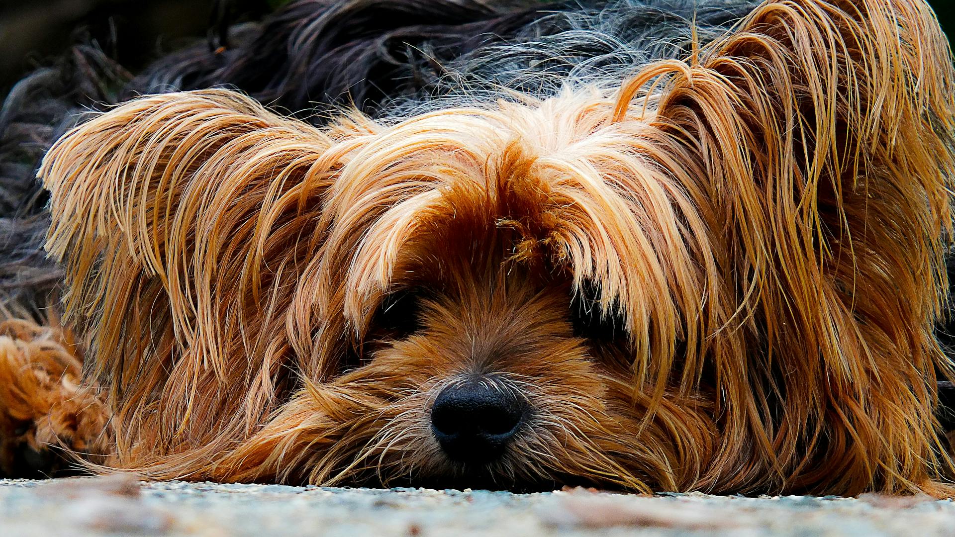 A tired dog | Source: Pexels