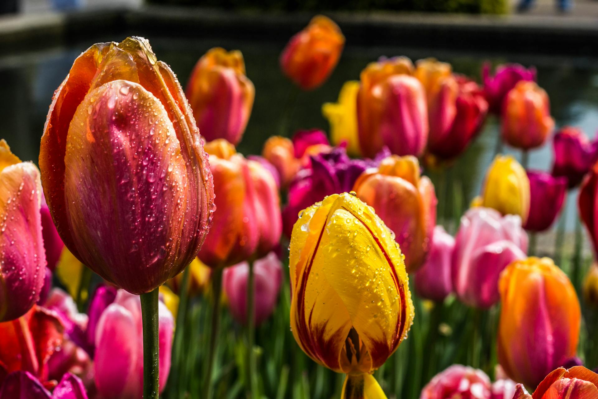 Tulips in a garden | Source: Pexels