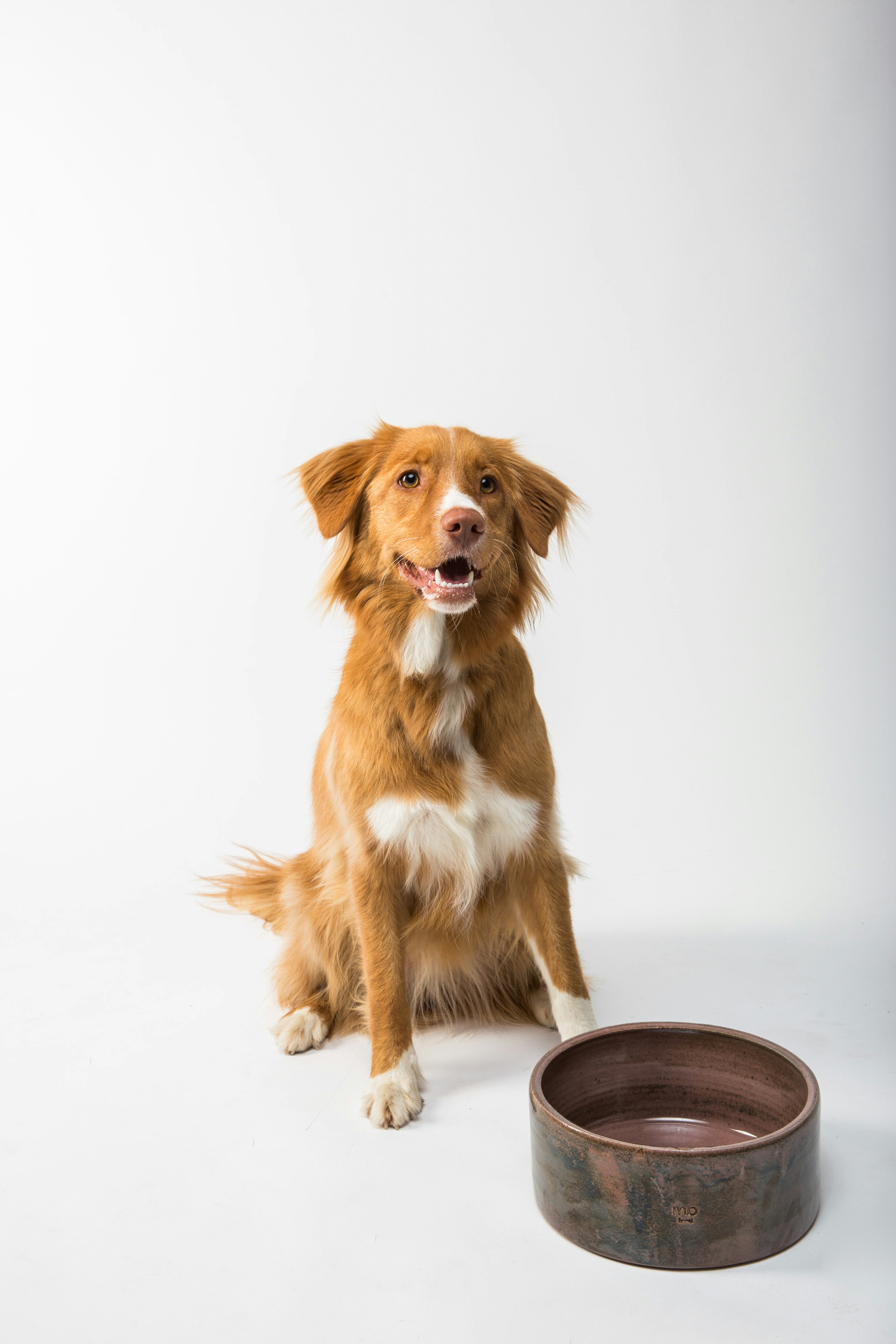 A dog sitting with his bowl | Source: Unsplash