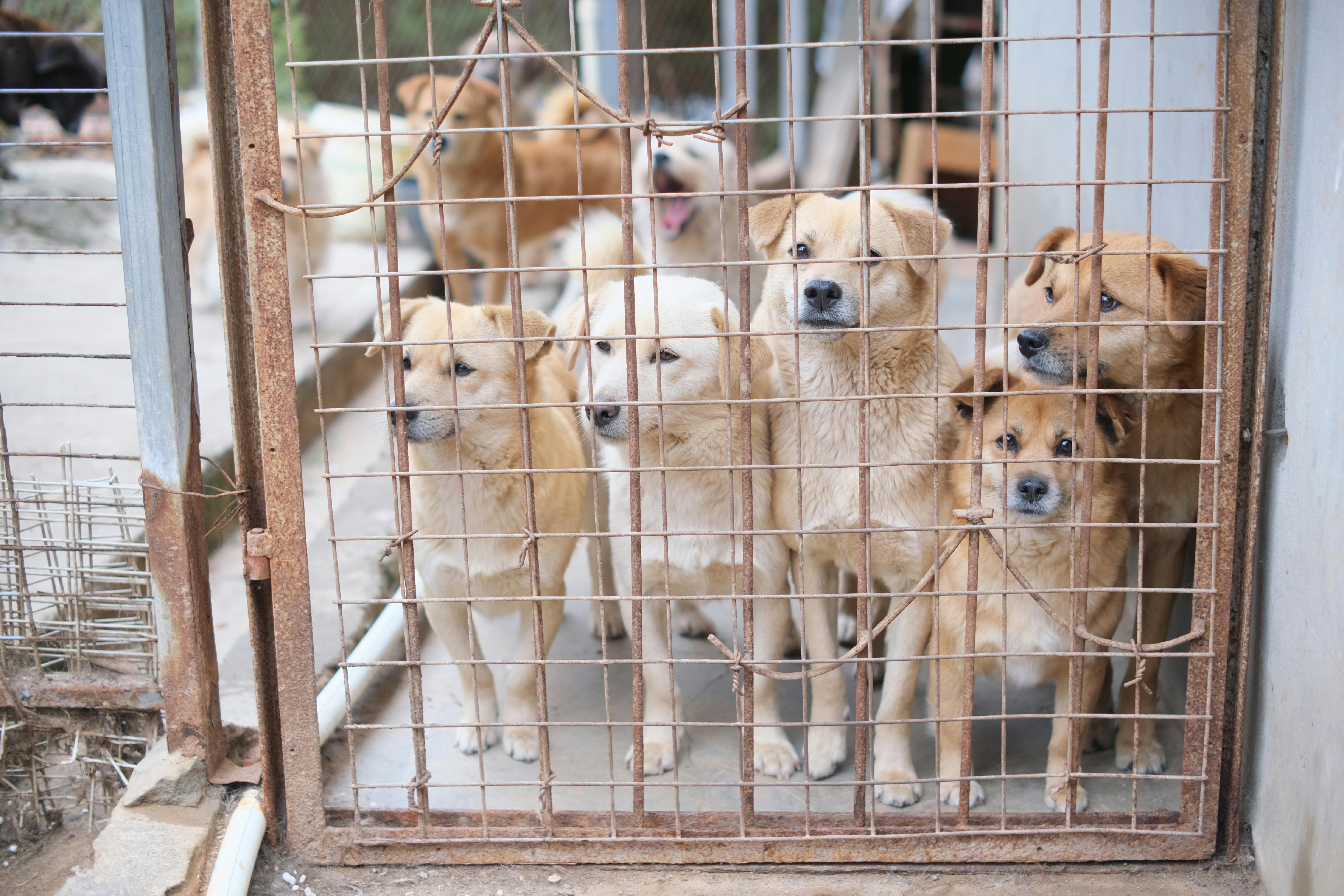 Cães em abrigo de animais | Fonte: Pexels