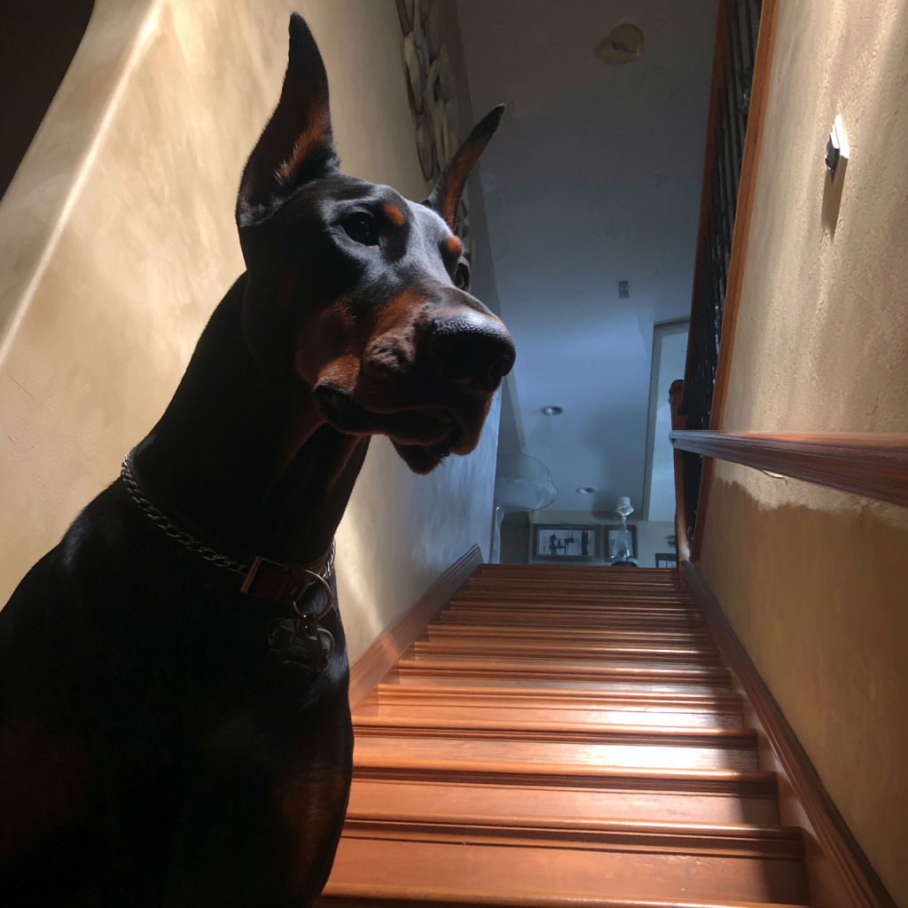 A dog standing on a staircase | Source: Midjourney