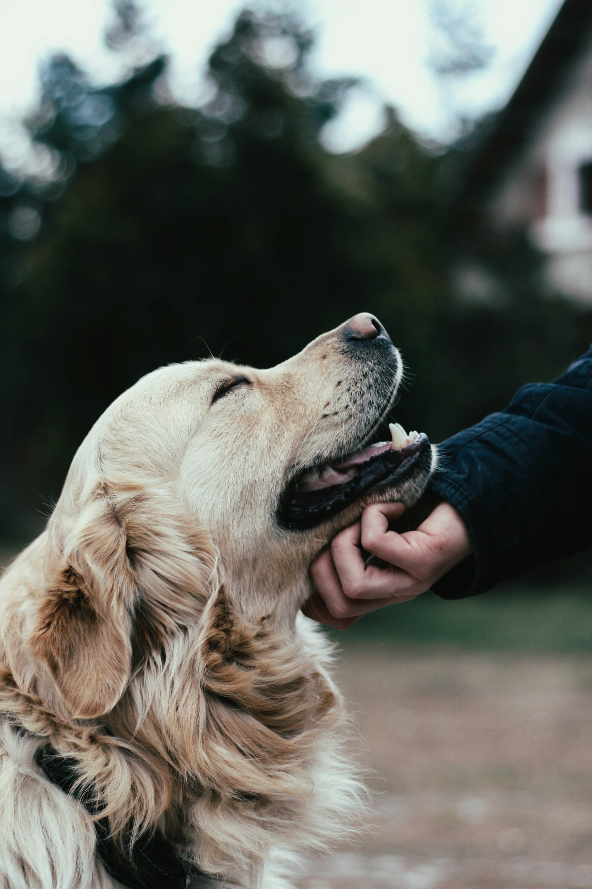 A dog feeling loved and wanted | Source: Unsplash