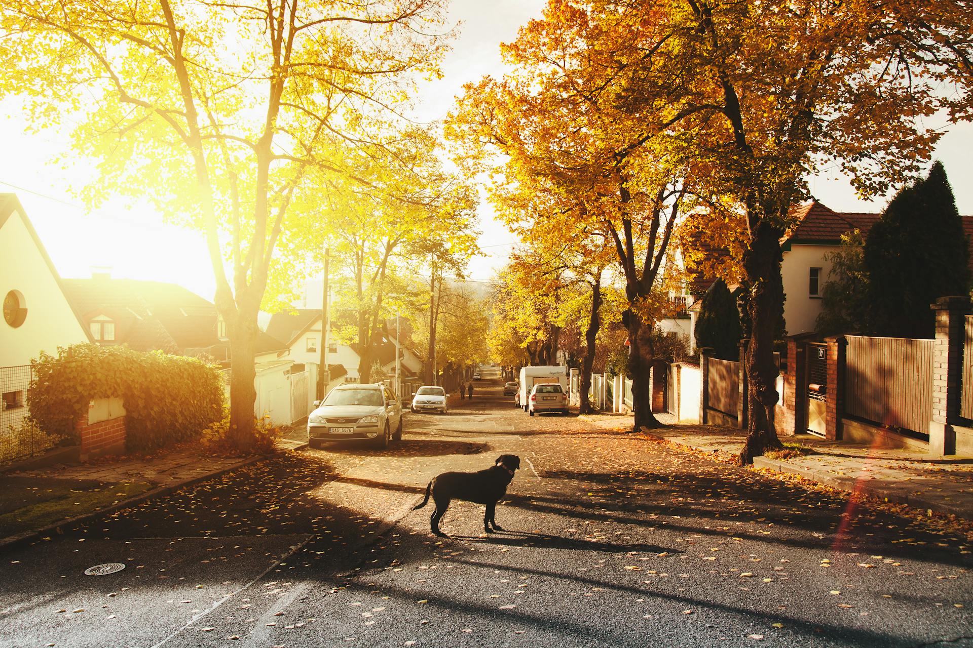 A residential street | Source: Pexels