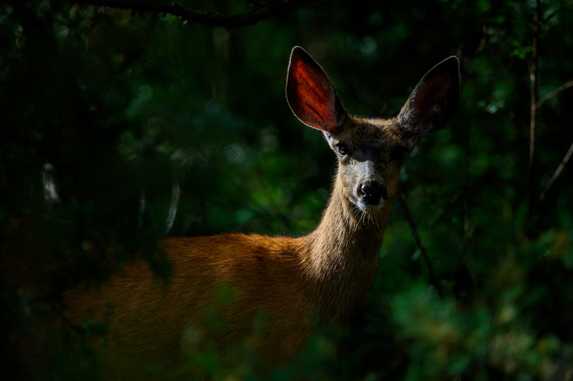 A deer | Source: Pexels