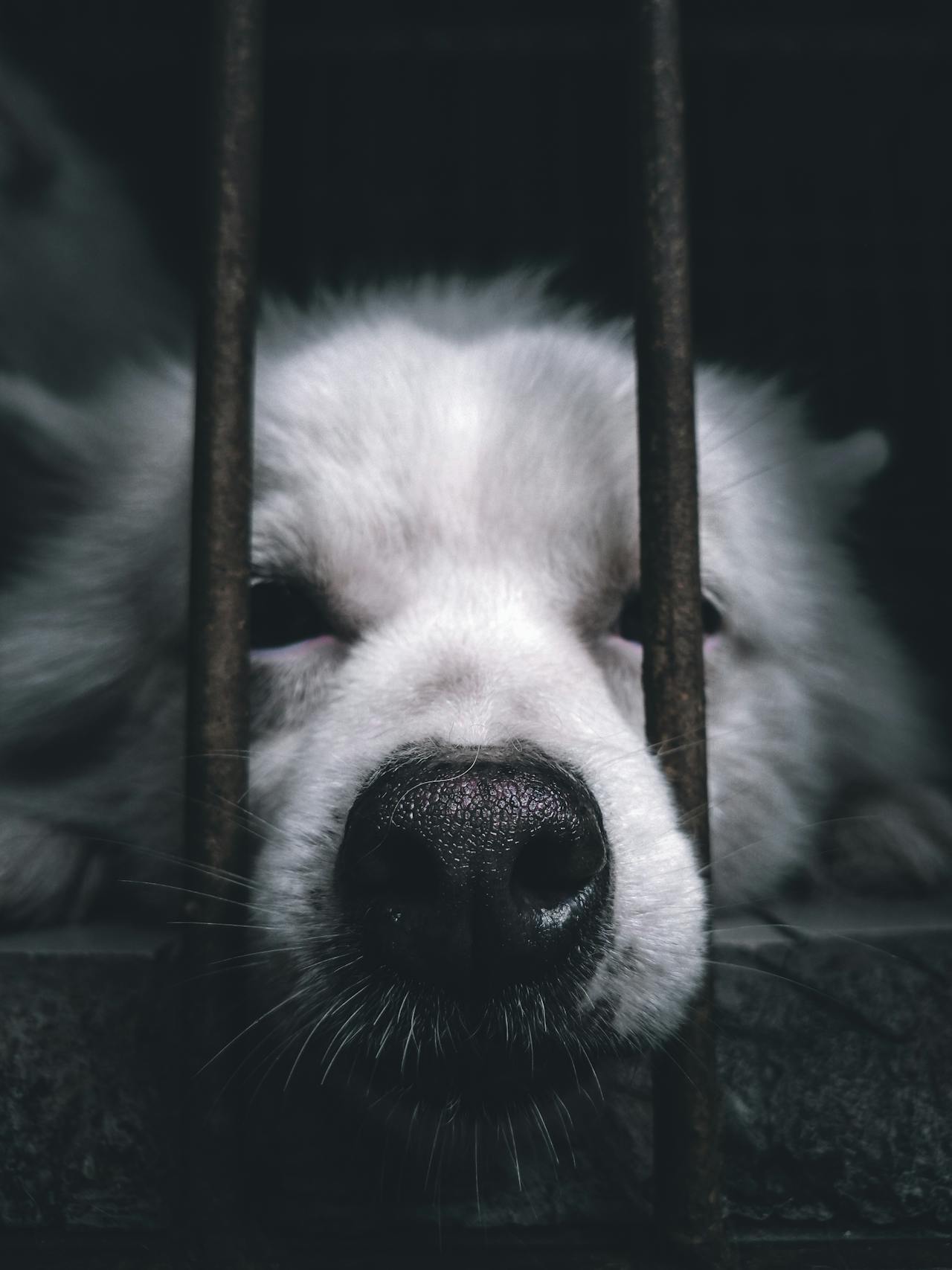 A dog in a shelter staring with hopeful eyes | Source: Pexels