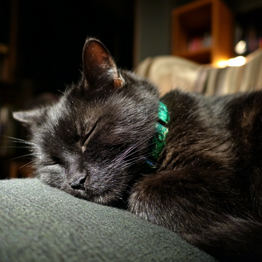 A close up of a sleeping cat | Source: Midjourney