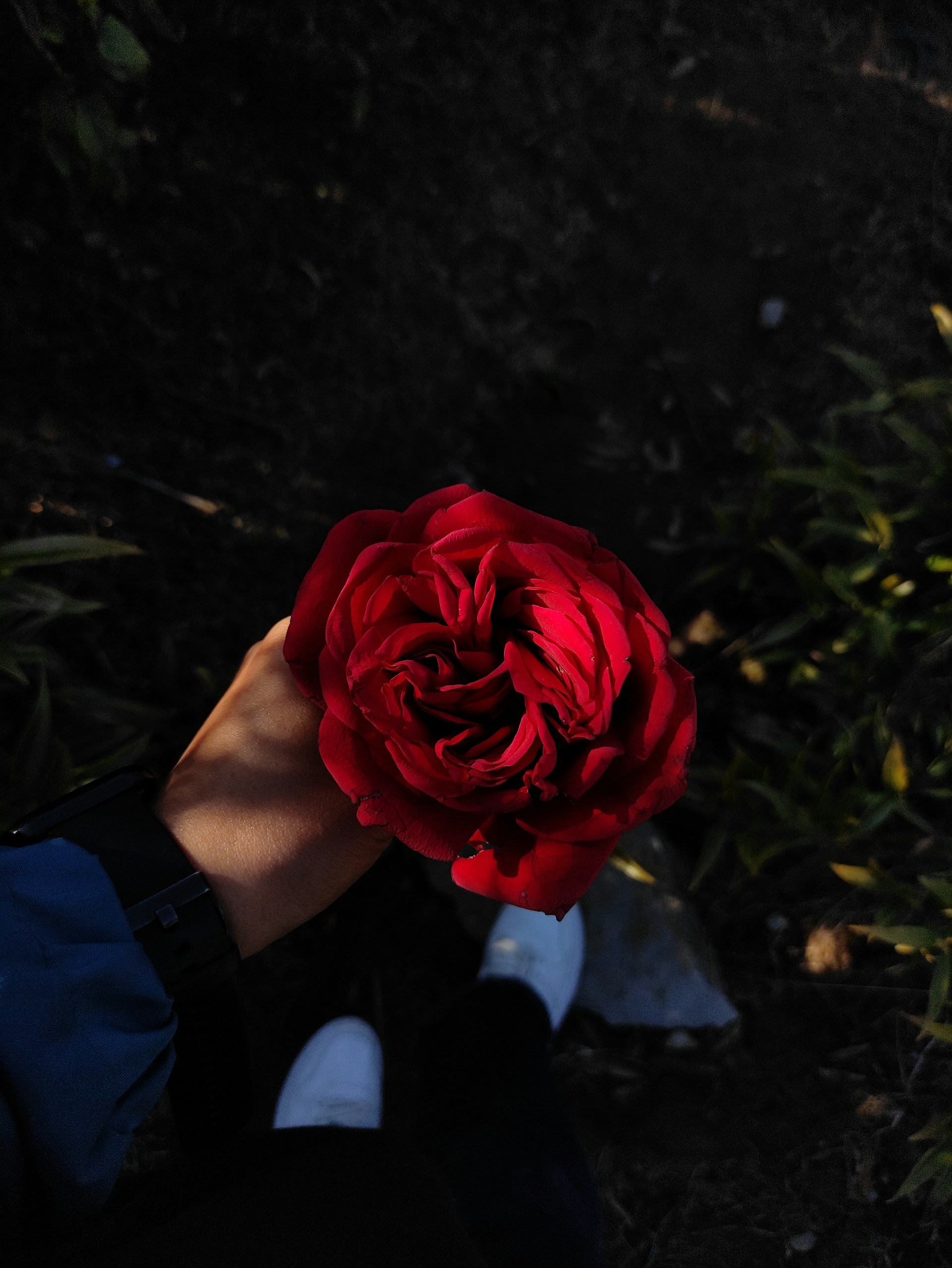 A person holding a red rose | Source: Unsplash