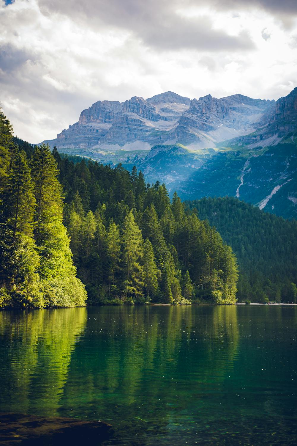 Uma floresta de montanha | Fonte: Pexels