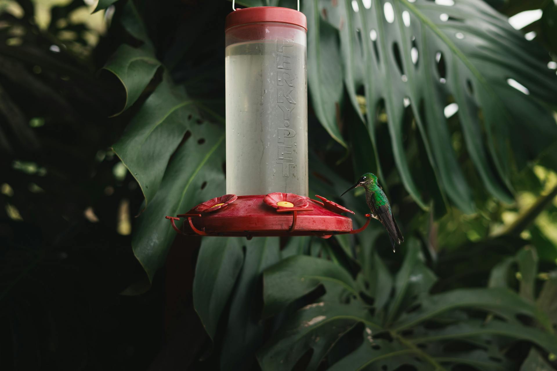 A hummingbird feeder | Source: Pexels