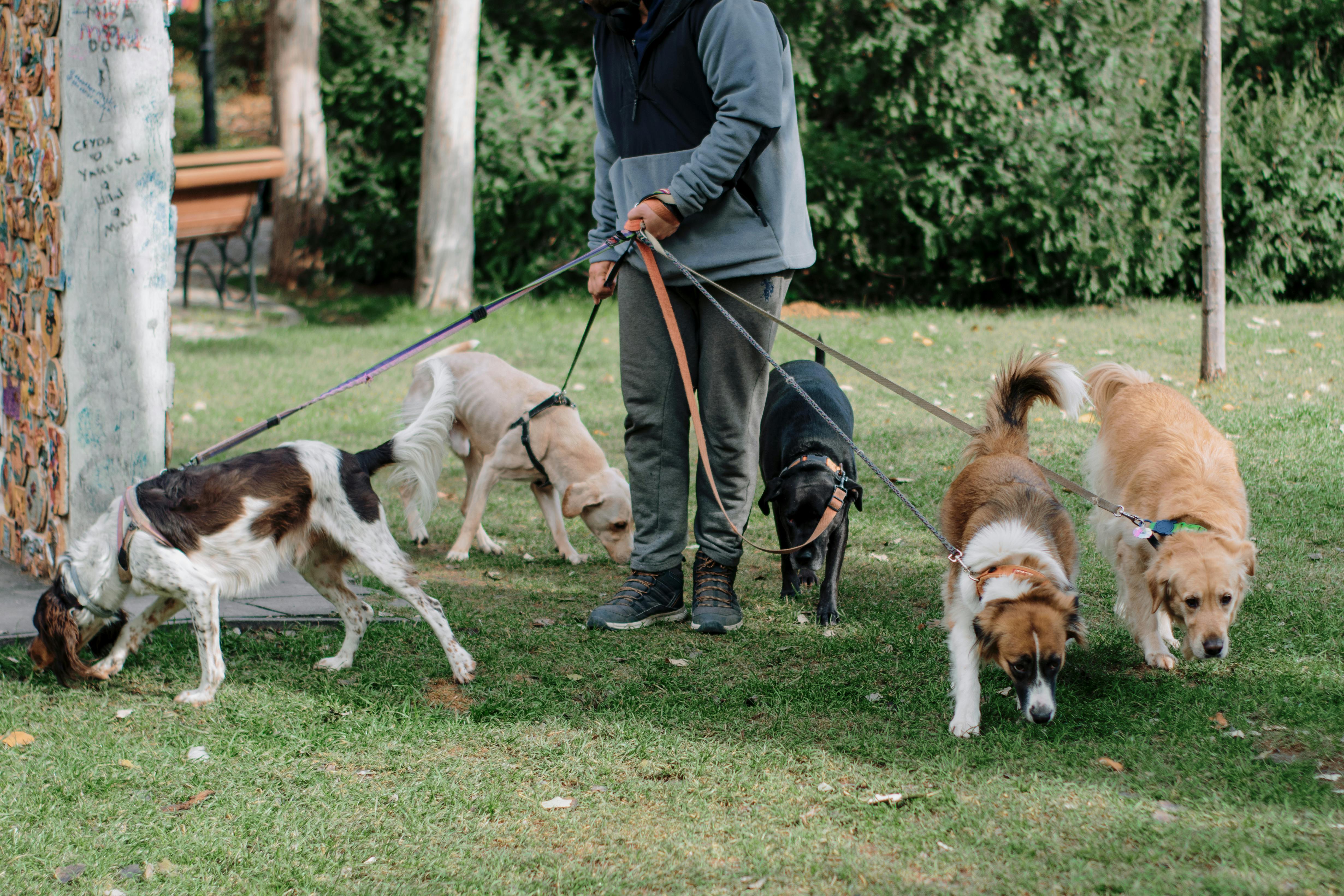 A man walking dogs | Source: Pexels