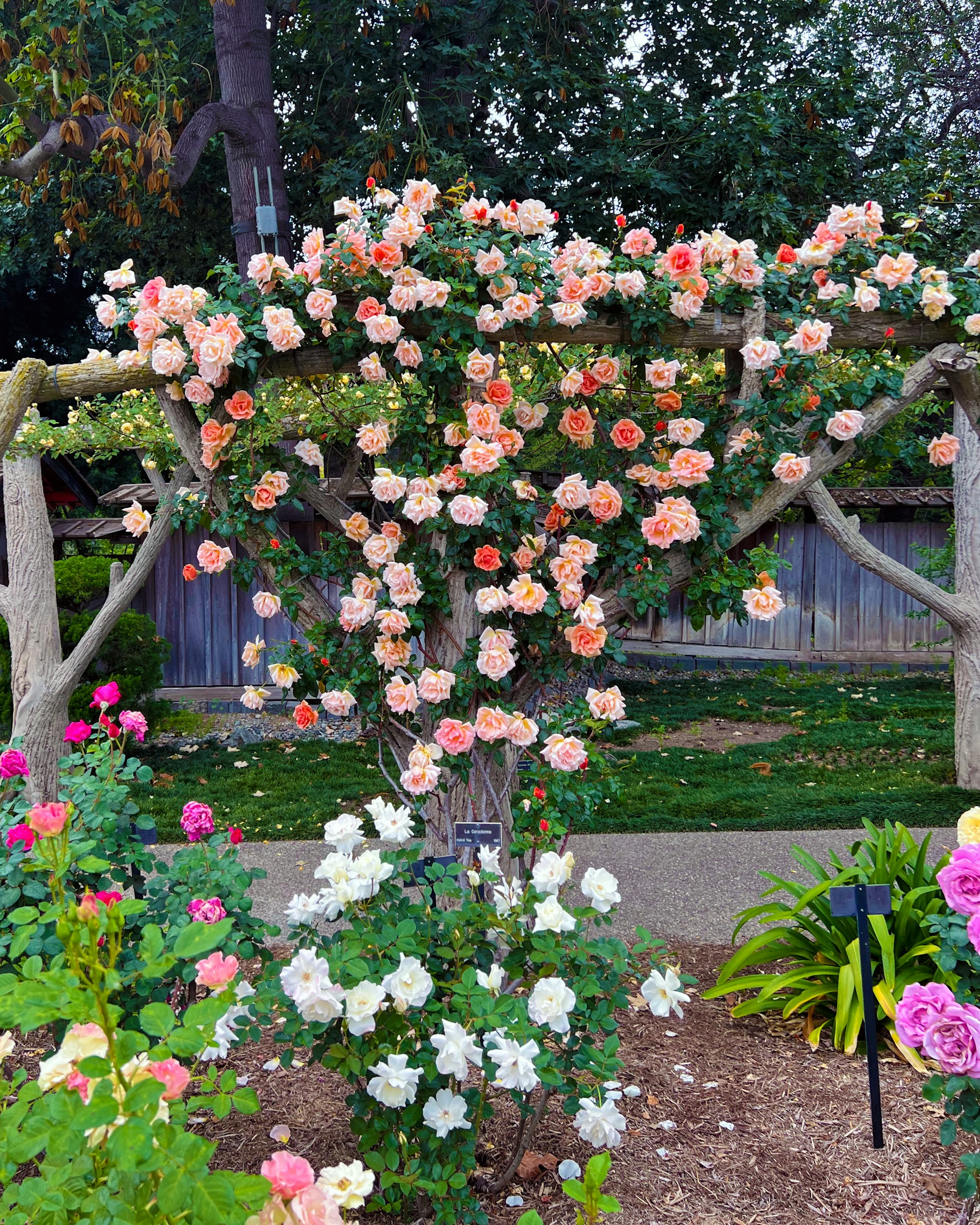 A stunning rose garden | Source: Unsplash