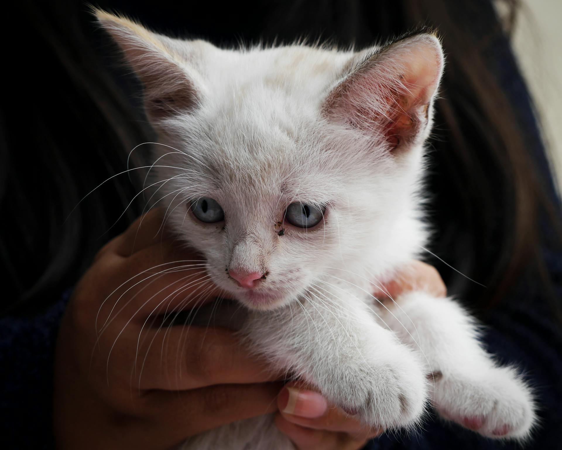 Uma mulher segurando um gatinho | Fonte: Pexels