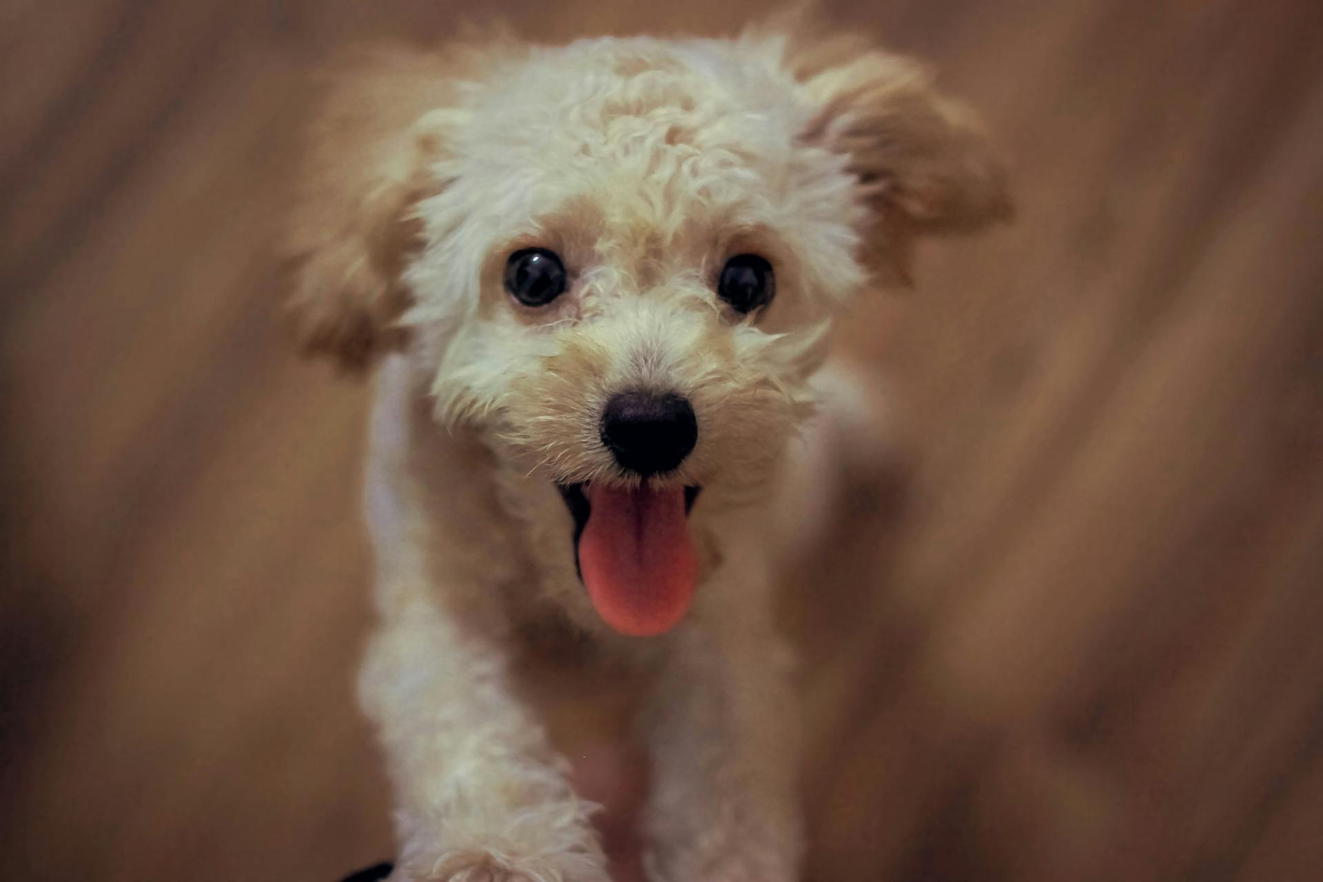 Un chiot excité | Source : Pexels