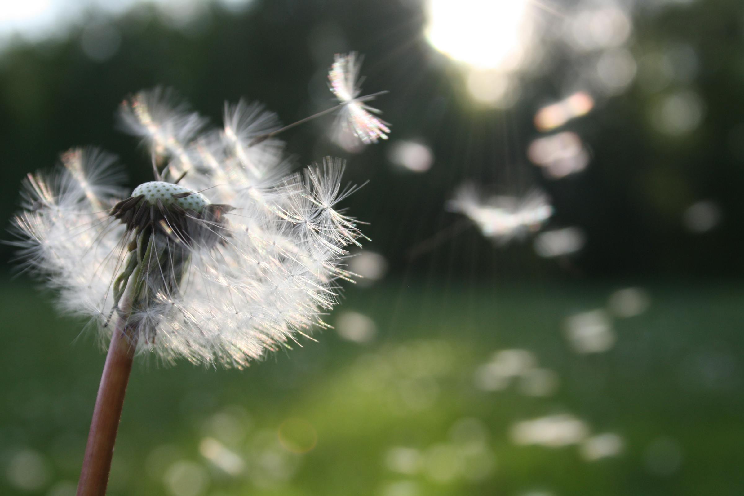 A dandelion | Source: Pexels