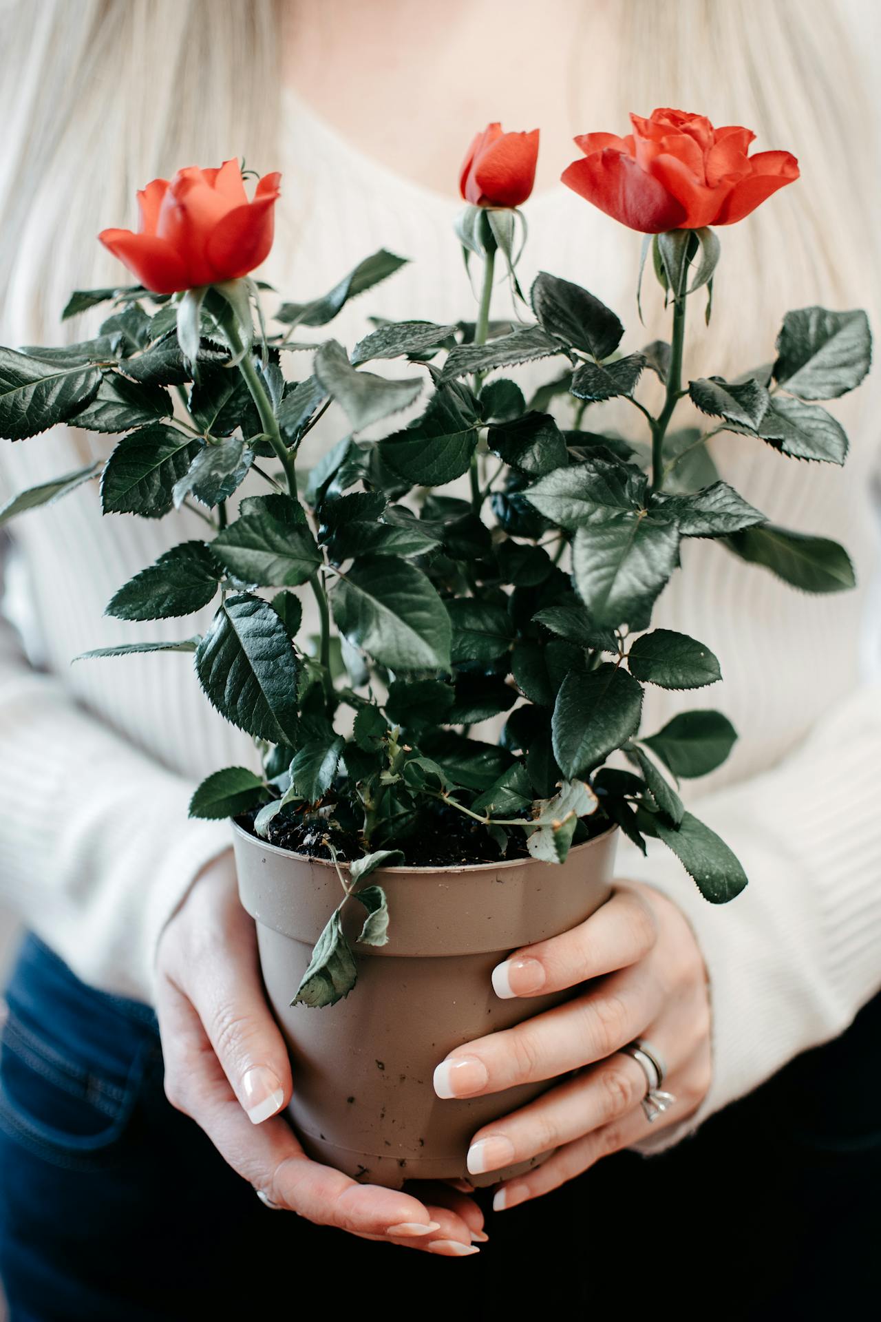 A woman holding a potted rose plant | Source: Pexels