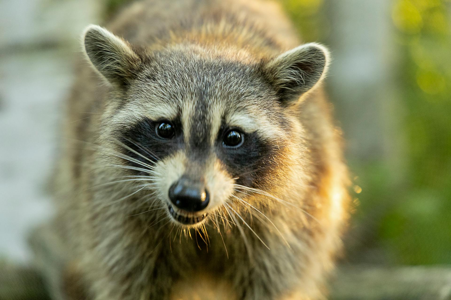 A raccoon | Source: Pexels