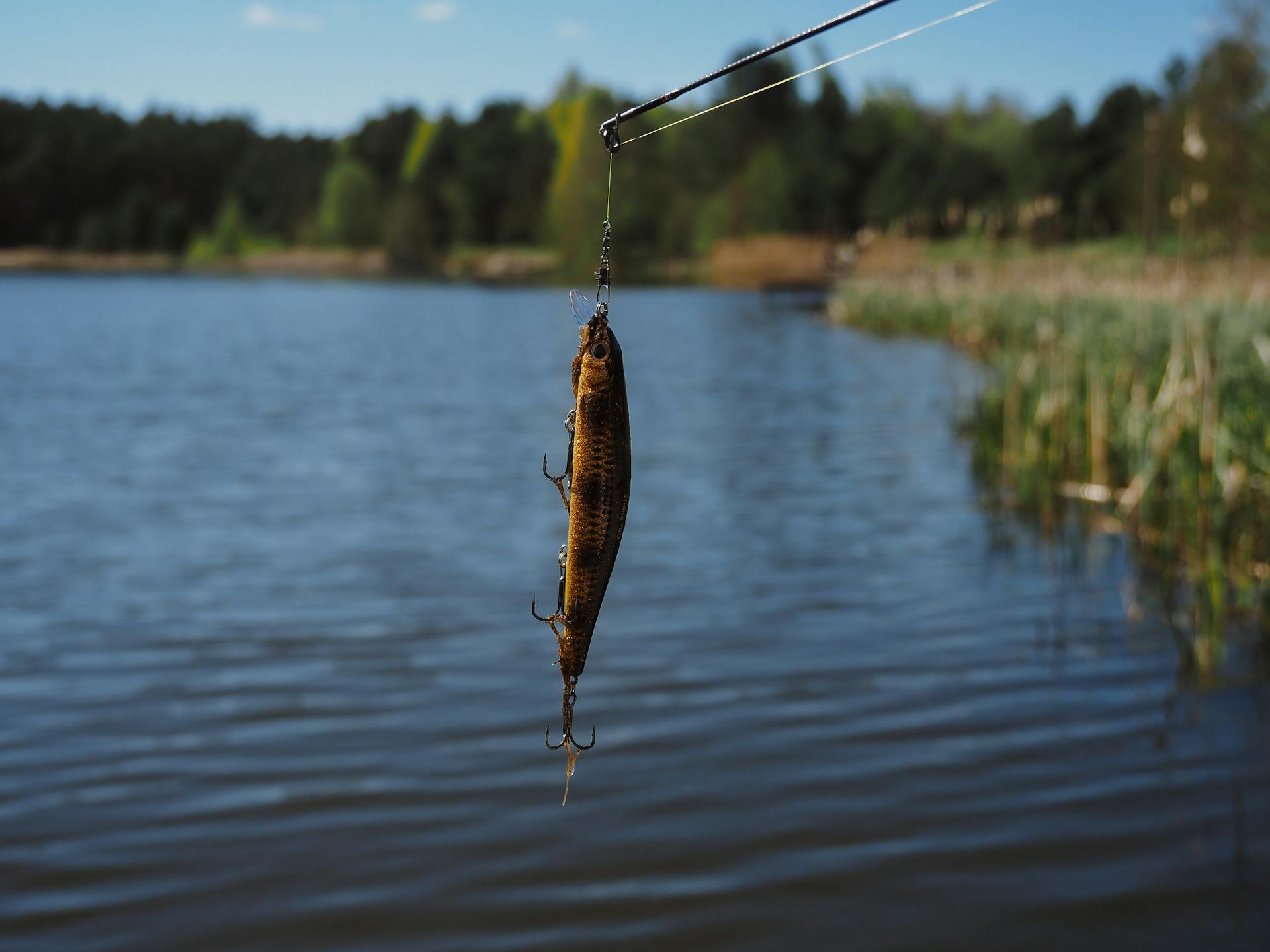A fish on a hook | Source: Pexels