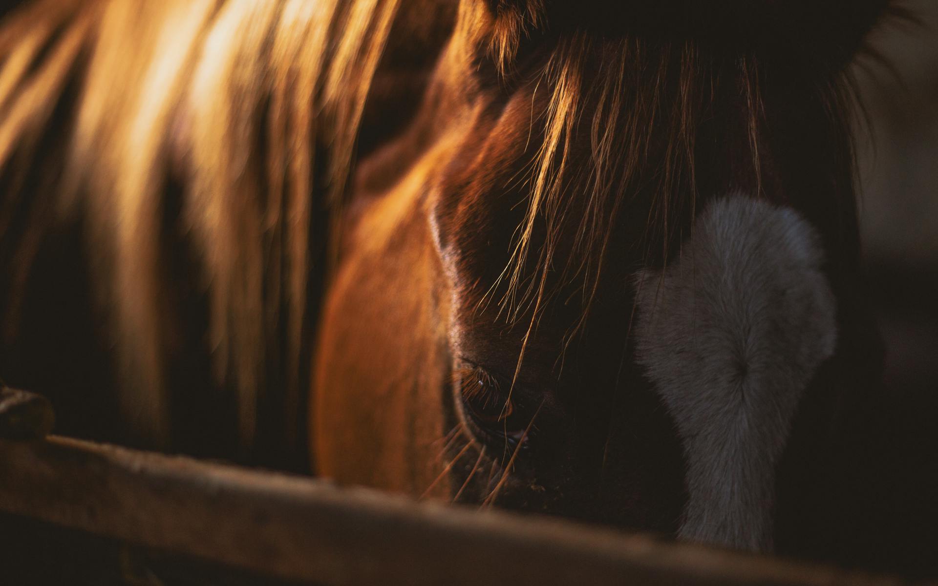 A horse in a stall | Source: Pexels